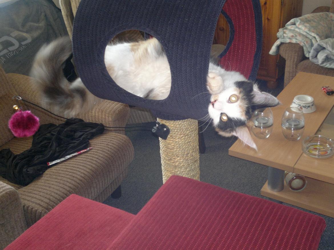 Maine Coon maluo billede 6