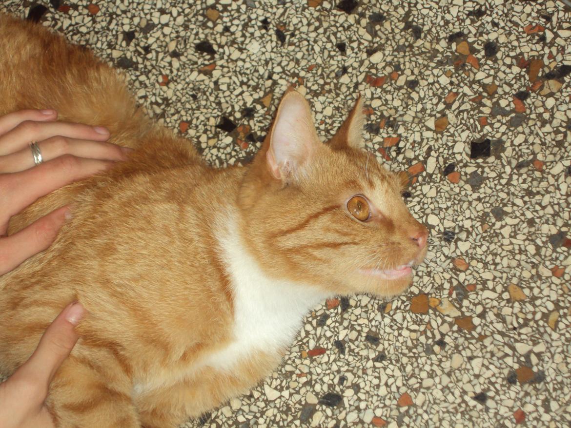 Huskat Tarzan billede 1