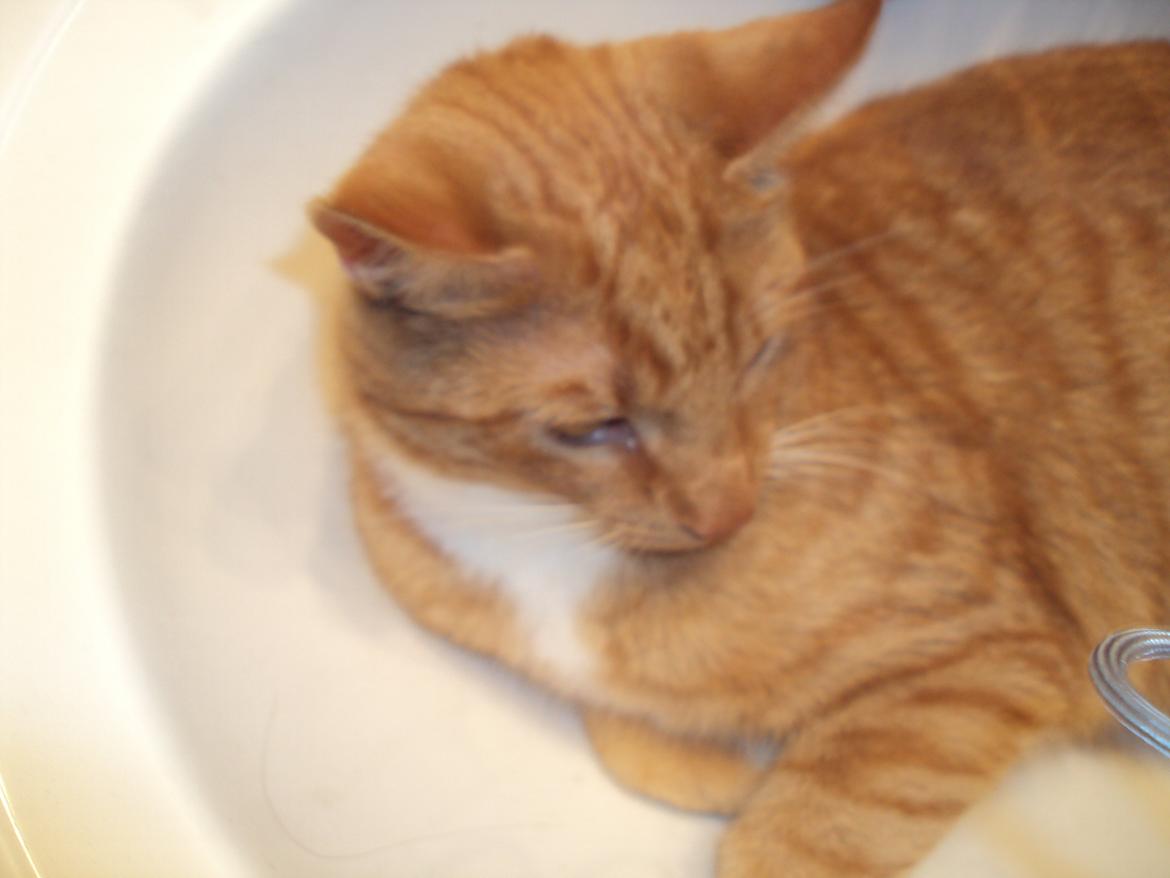 Huskat Tarzan billede 2