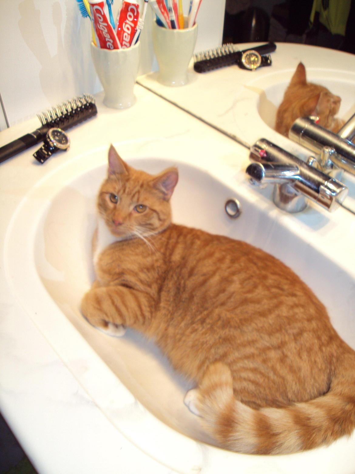 Huskat Tarzan billede 3