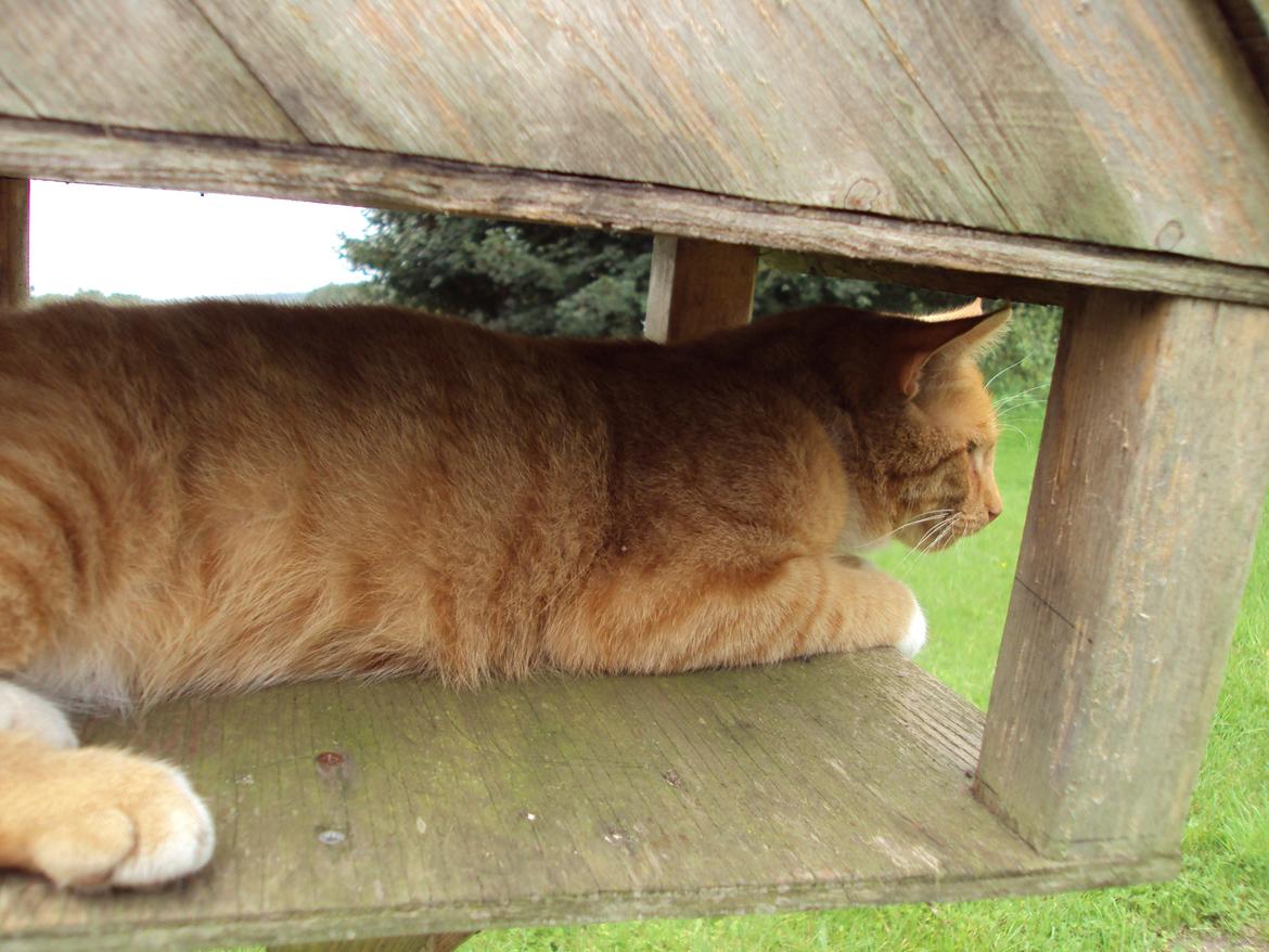 Huskat Tarzan billede 4