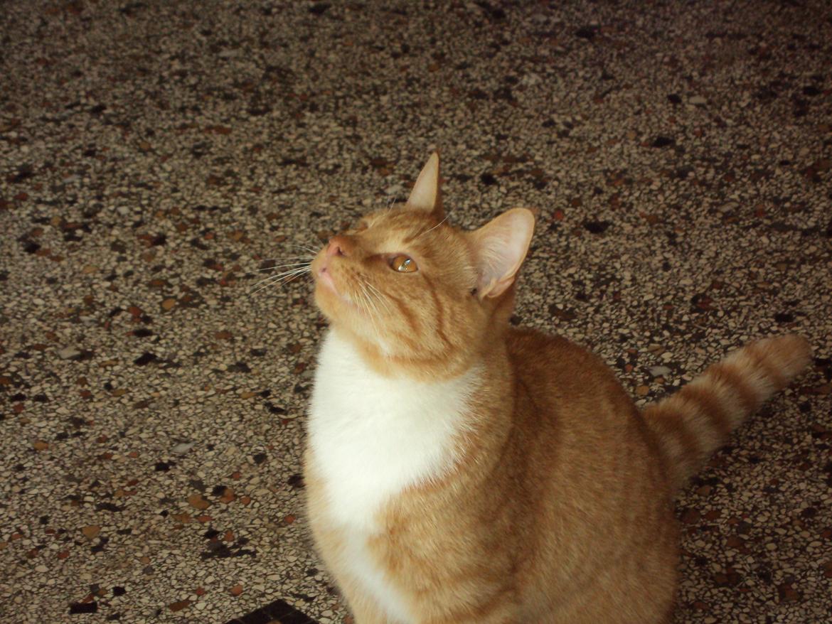 Huskat Tarzan billede 5