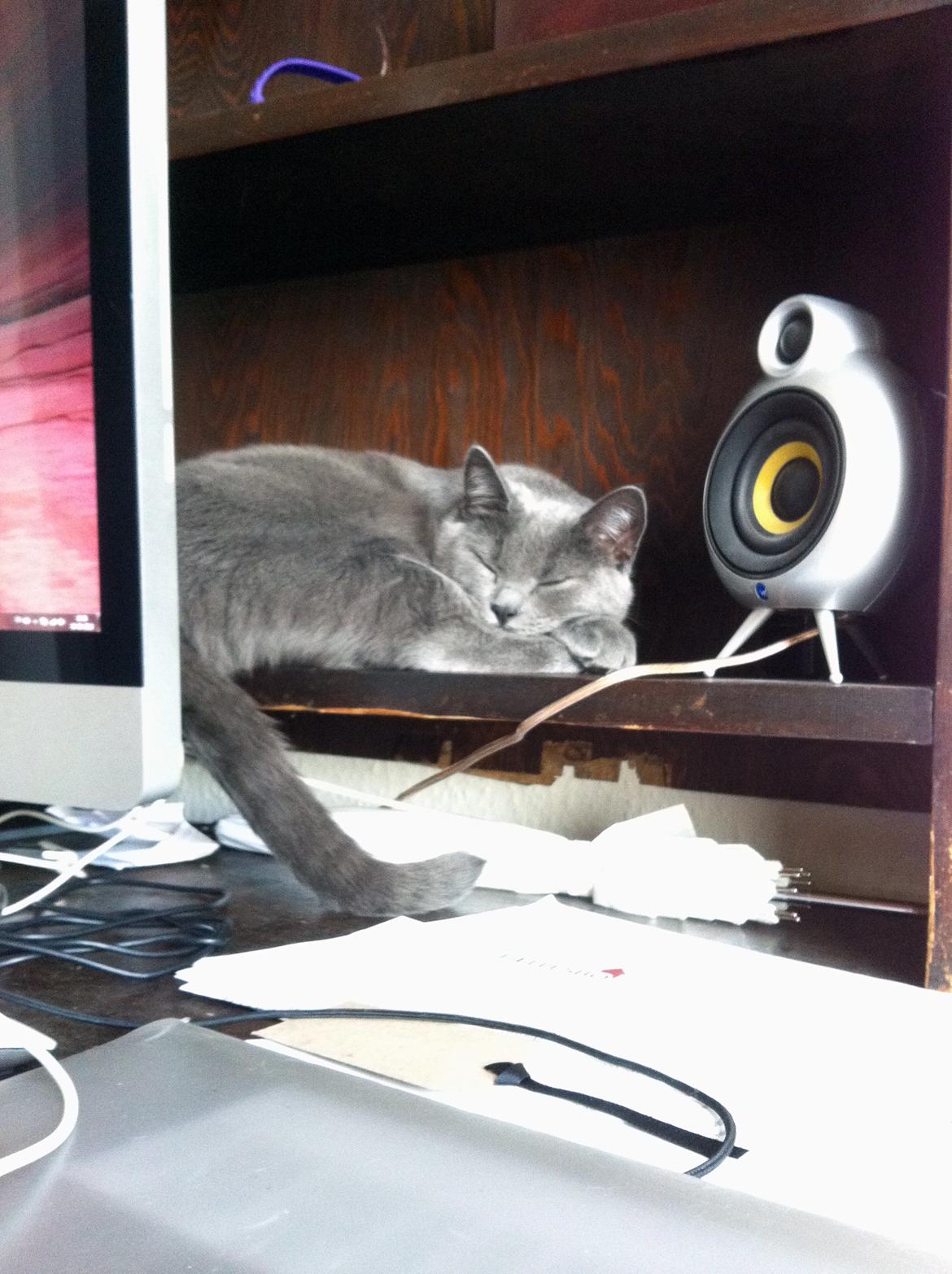 Huskat Frida - Dejligt varmt bag skærmen når far spiller computer, og tæt på hele tiden billede 12