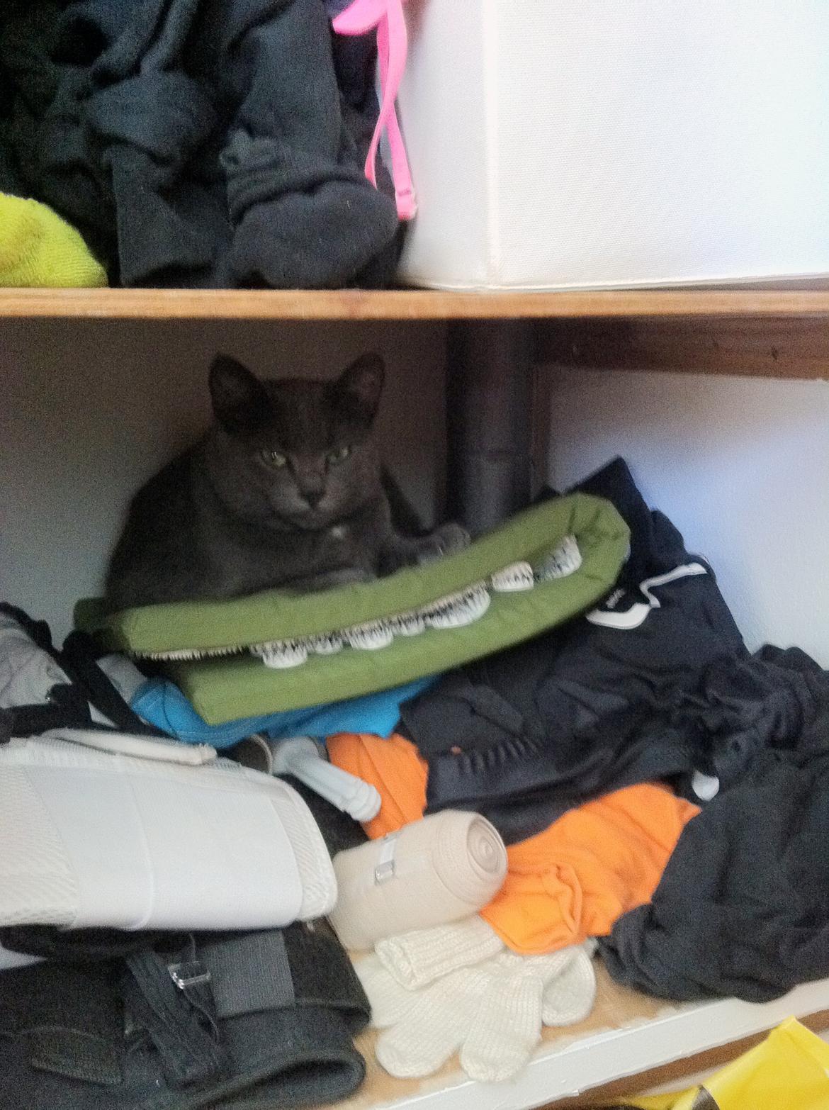 Huskat Frida billede 13