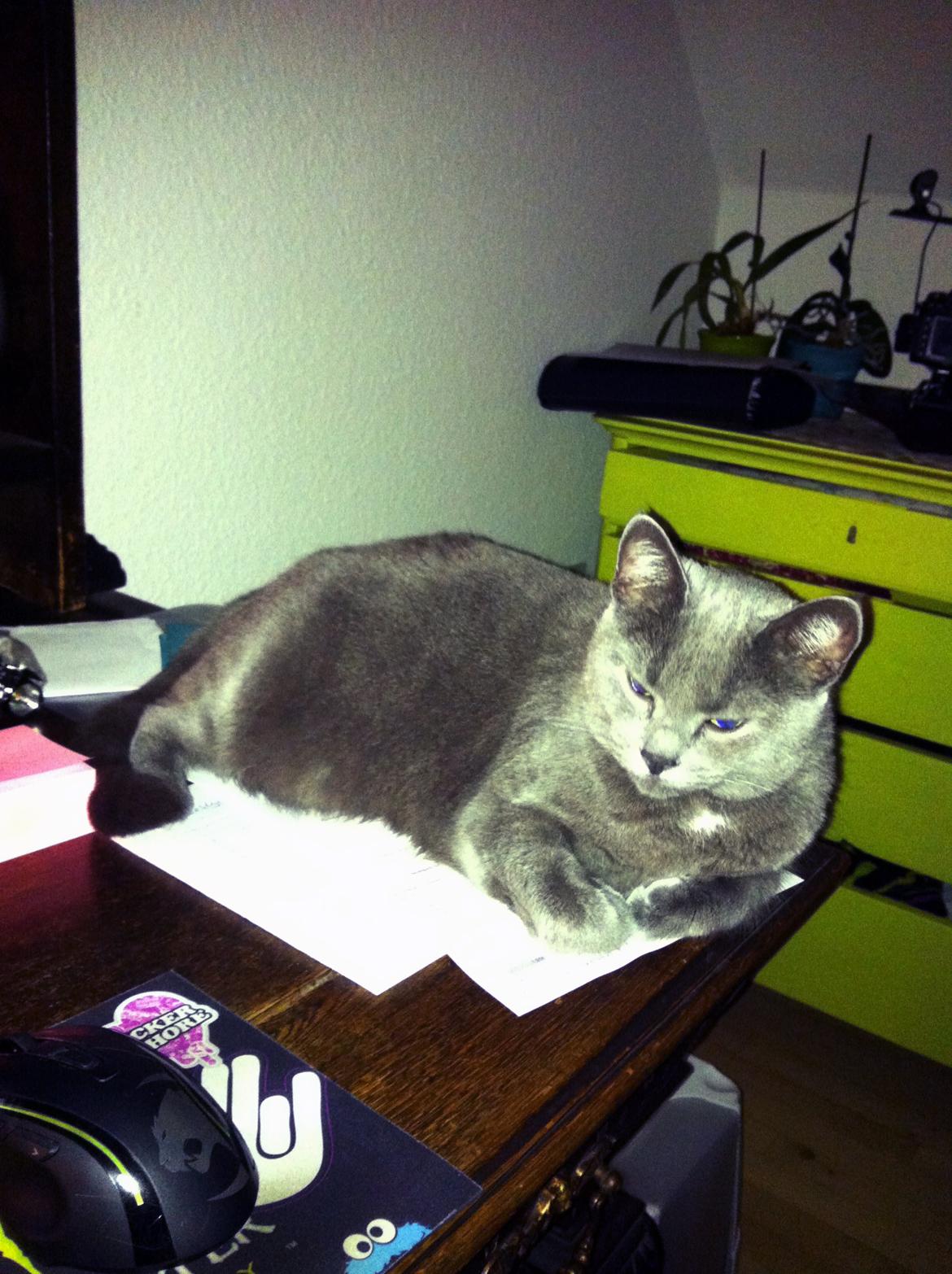 Huskat Frida - Dejligt tæt på far når han spiller computer billede 14