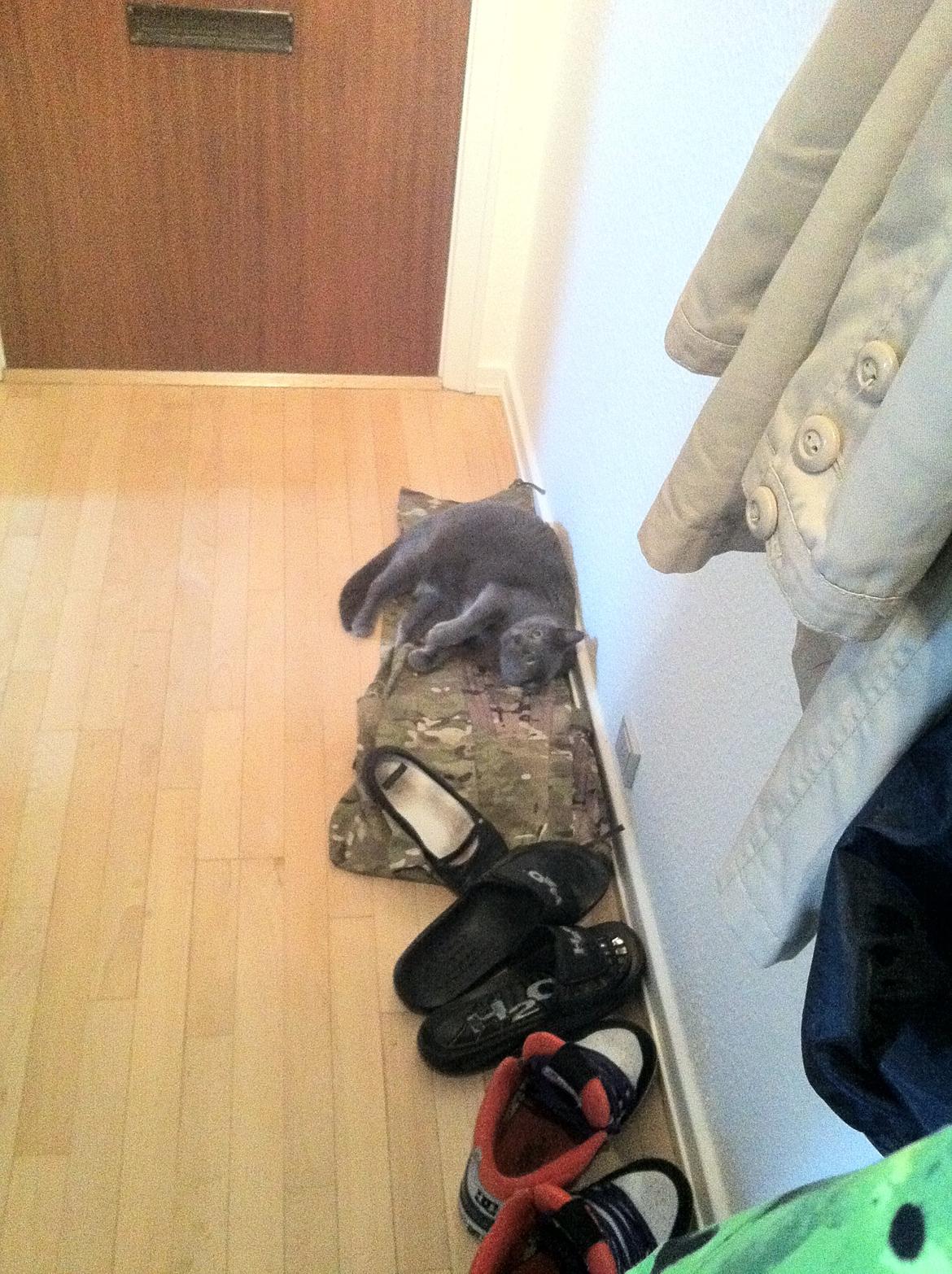 Huskat Frida - Hvor er frida? Jeg har kigget over alt, og hun gemmer sig bare, hun er Så go til at camofluer sig ;) billede 16