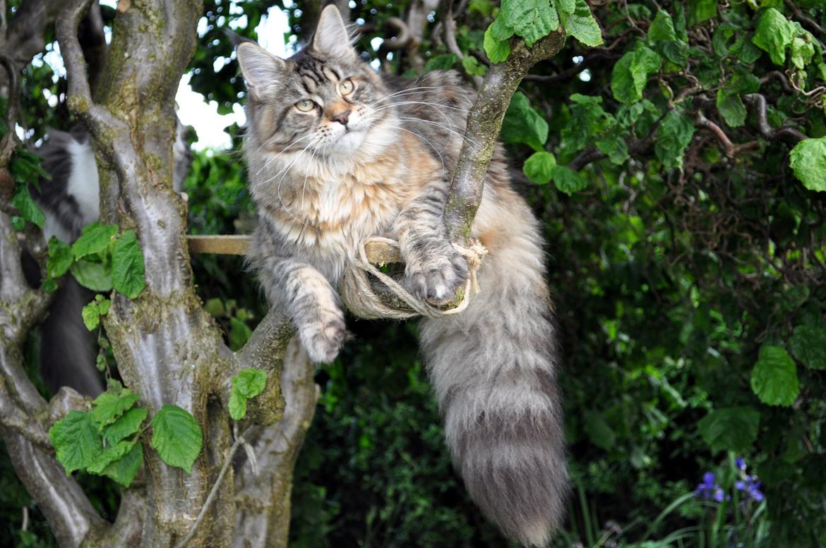Maine Coon Redline Jade - Hvor blev fuglen af? billede 3