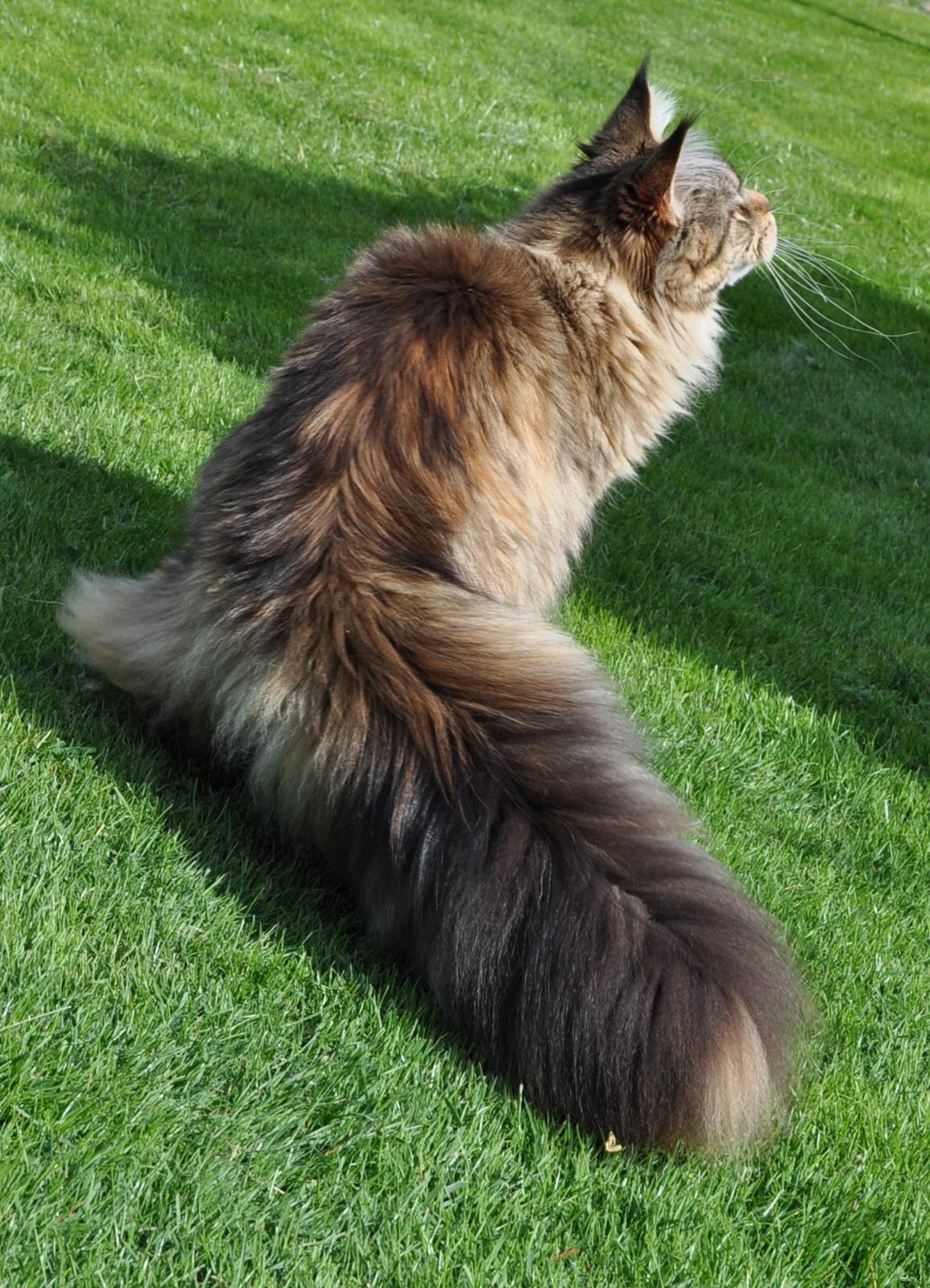 Maine Coon Redline Jade - Se min fine hale. billede 4