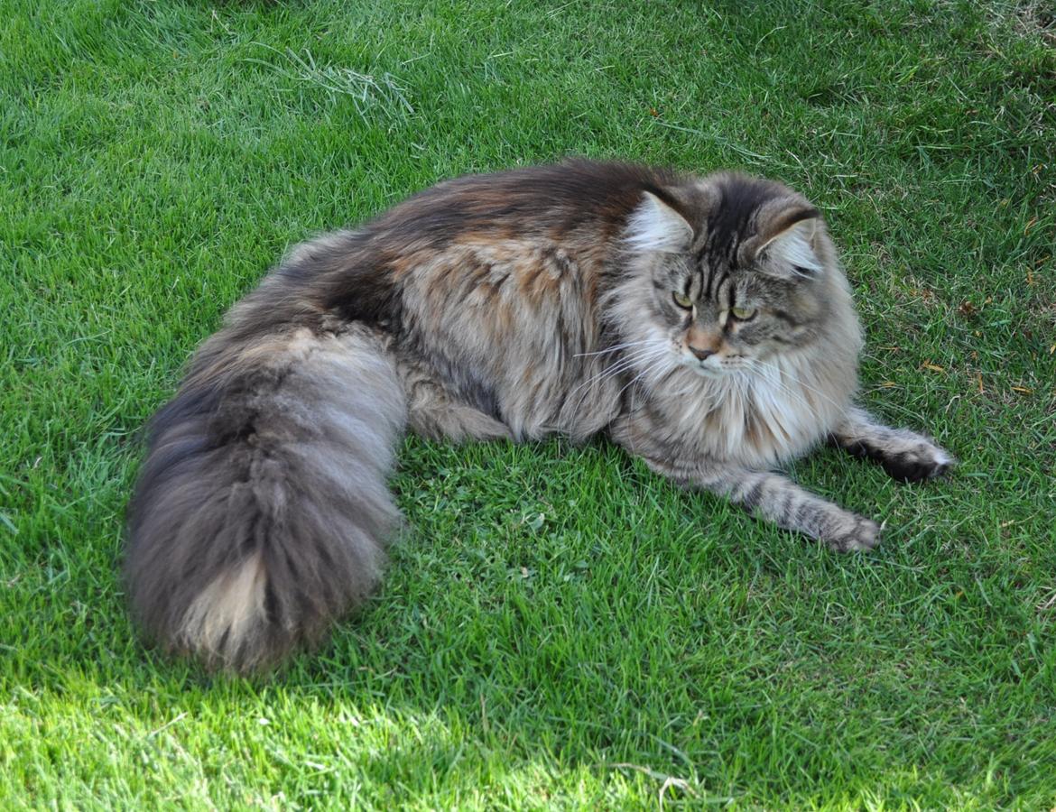 Maine Coon Redline Jade - Dejligt med lidt skygge. billede 1