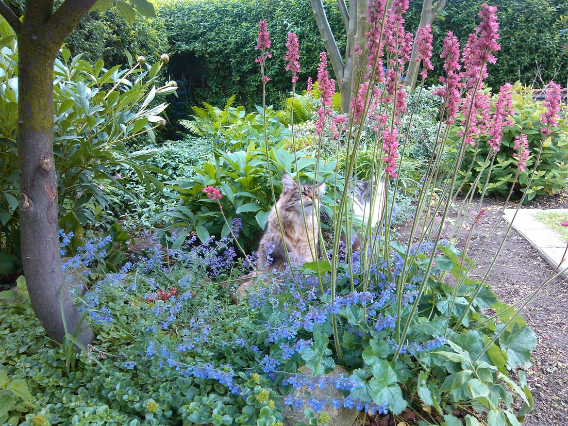 Maine Coon Redline Jade - Hvilken blomst vil du have 
mor? billede 2