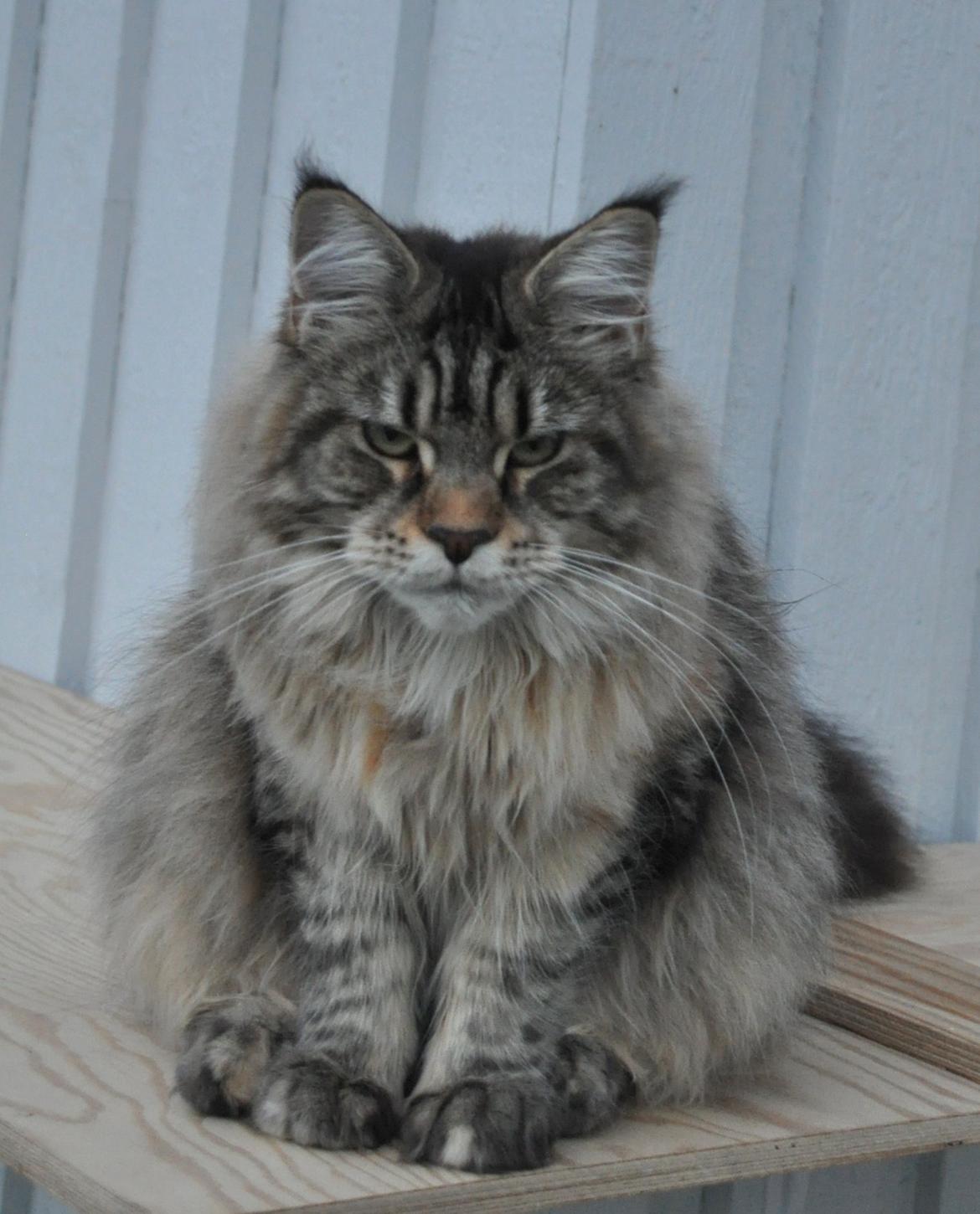 Maine Coon Redline Jade - Jeg kan godt se sur ud. billede 7