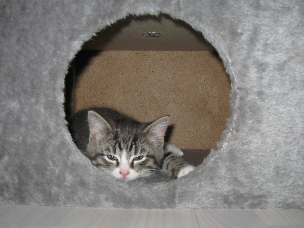 Blanding af racer Simba billede 15