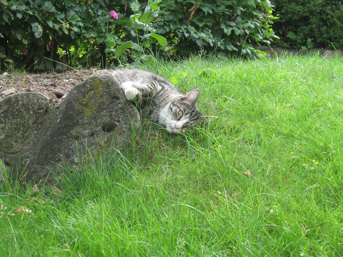 Blanding af racer Simba - Akavet?? nej, jeg ligge godt. billede 16