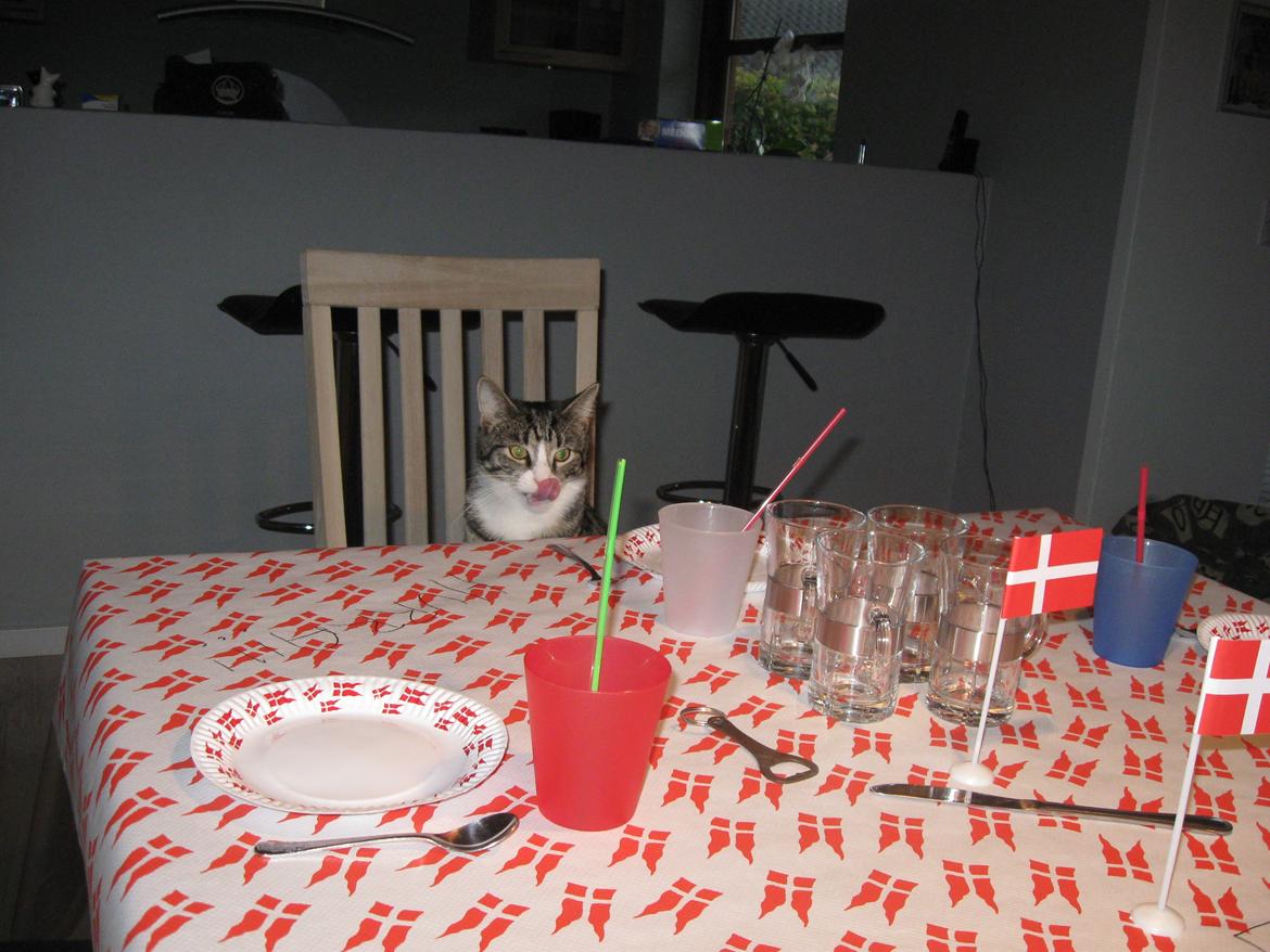 Blanding af racer Simba - Simba glæder sig til der kommer gæster til hans 1 års fødselsdag;-) billede 14