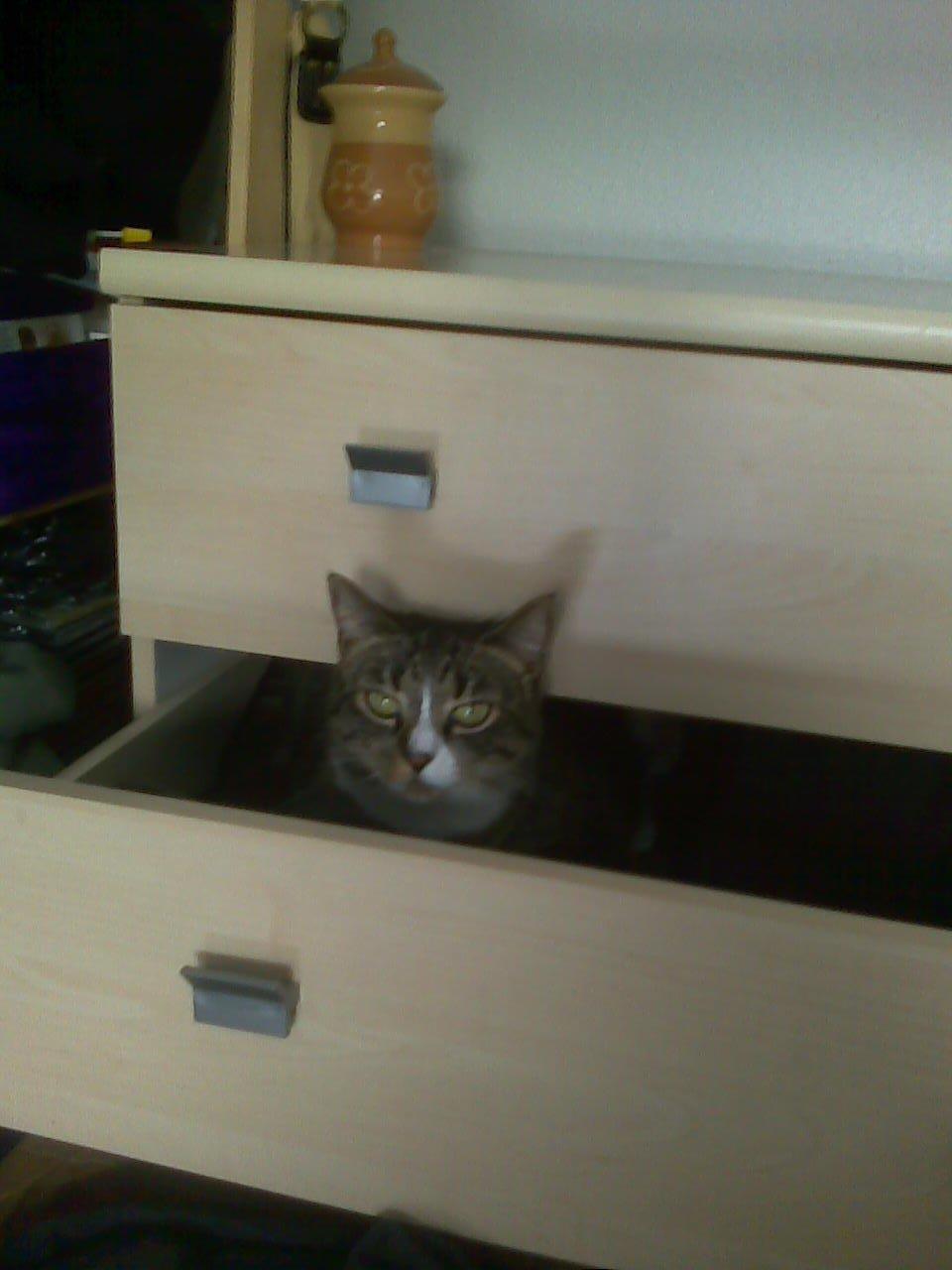 Huskat Lillen billede 1