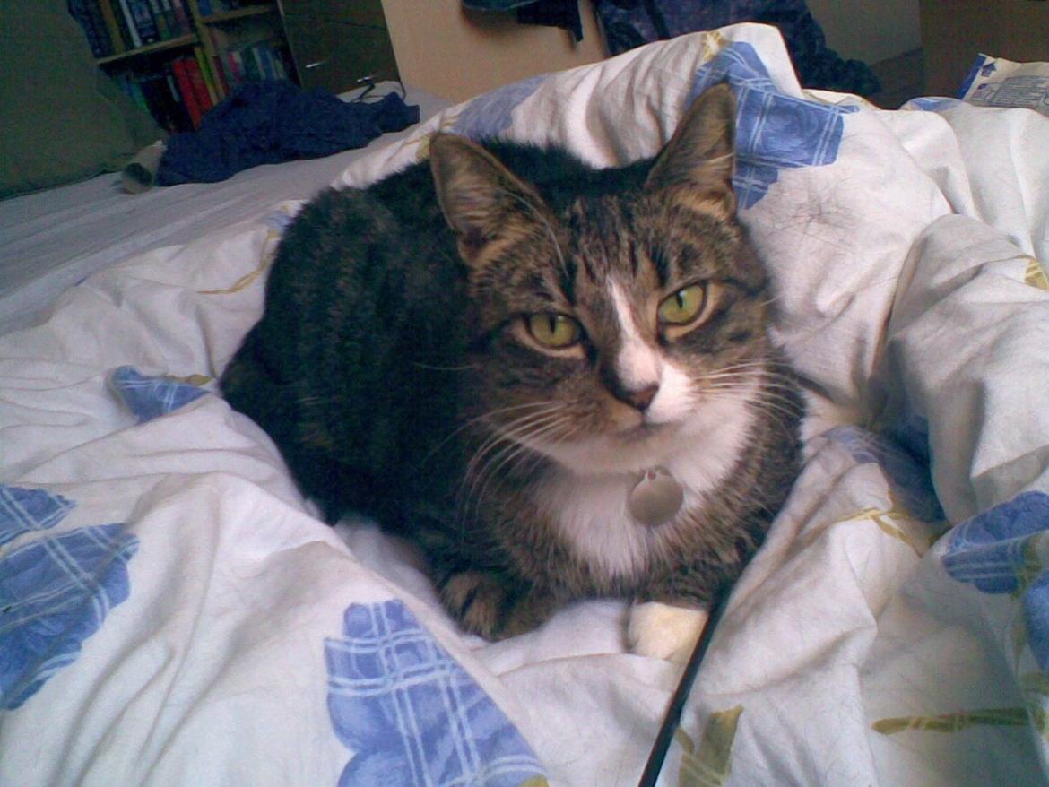 Huskat Lillen billede 2