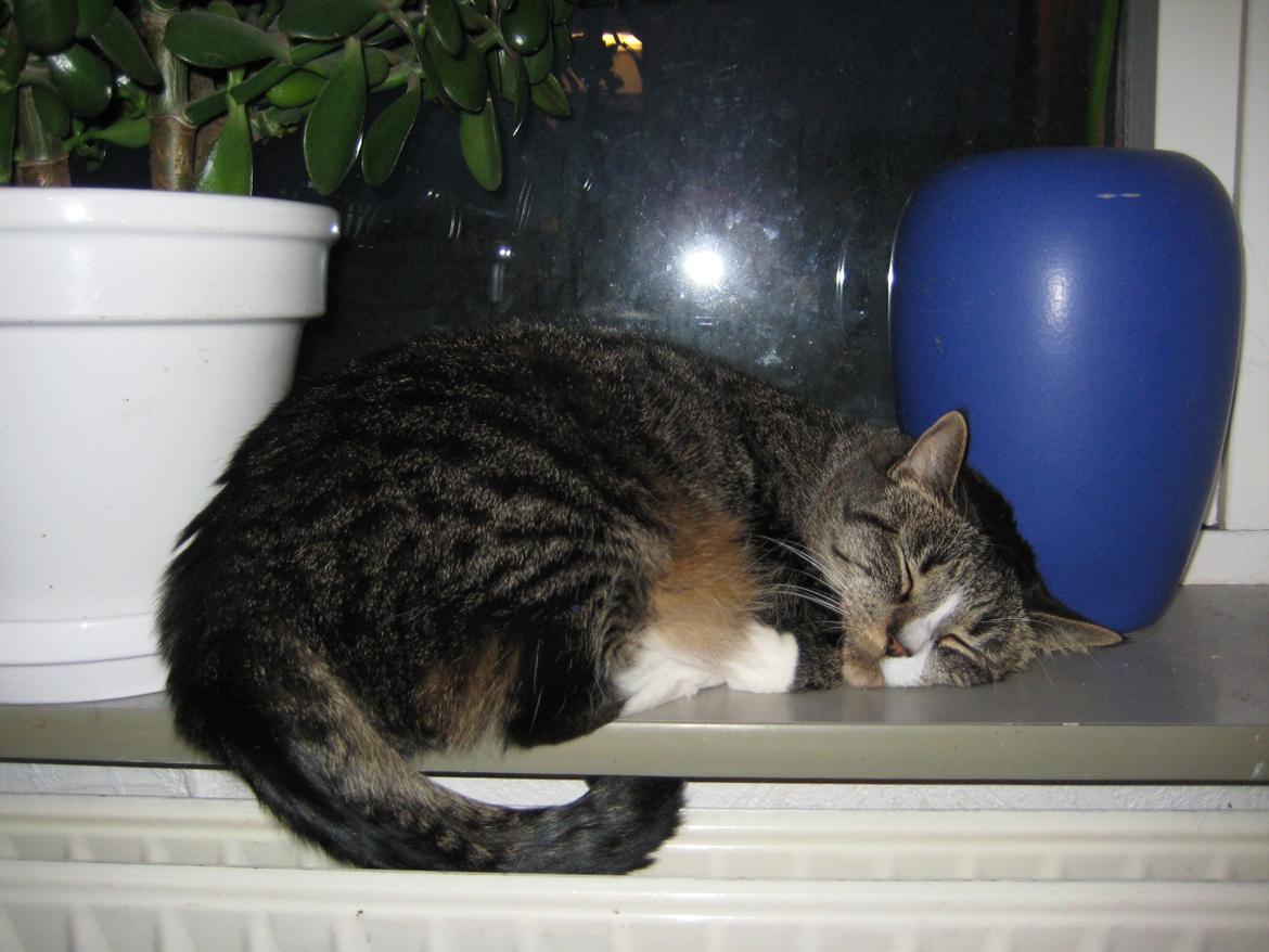 Huskat Lillen billede 7