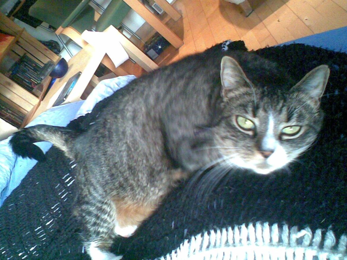 Huskat Lillen billede 8