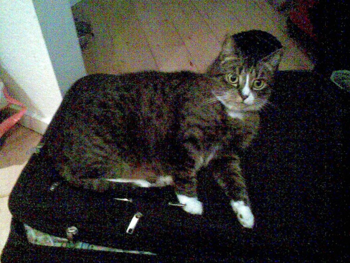 Huskat Lillen billede 10
