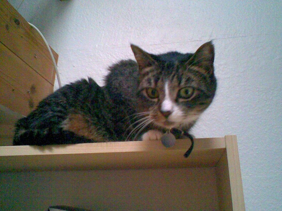 Huskat Lillen billede 11