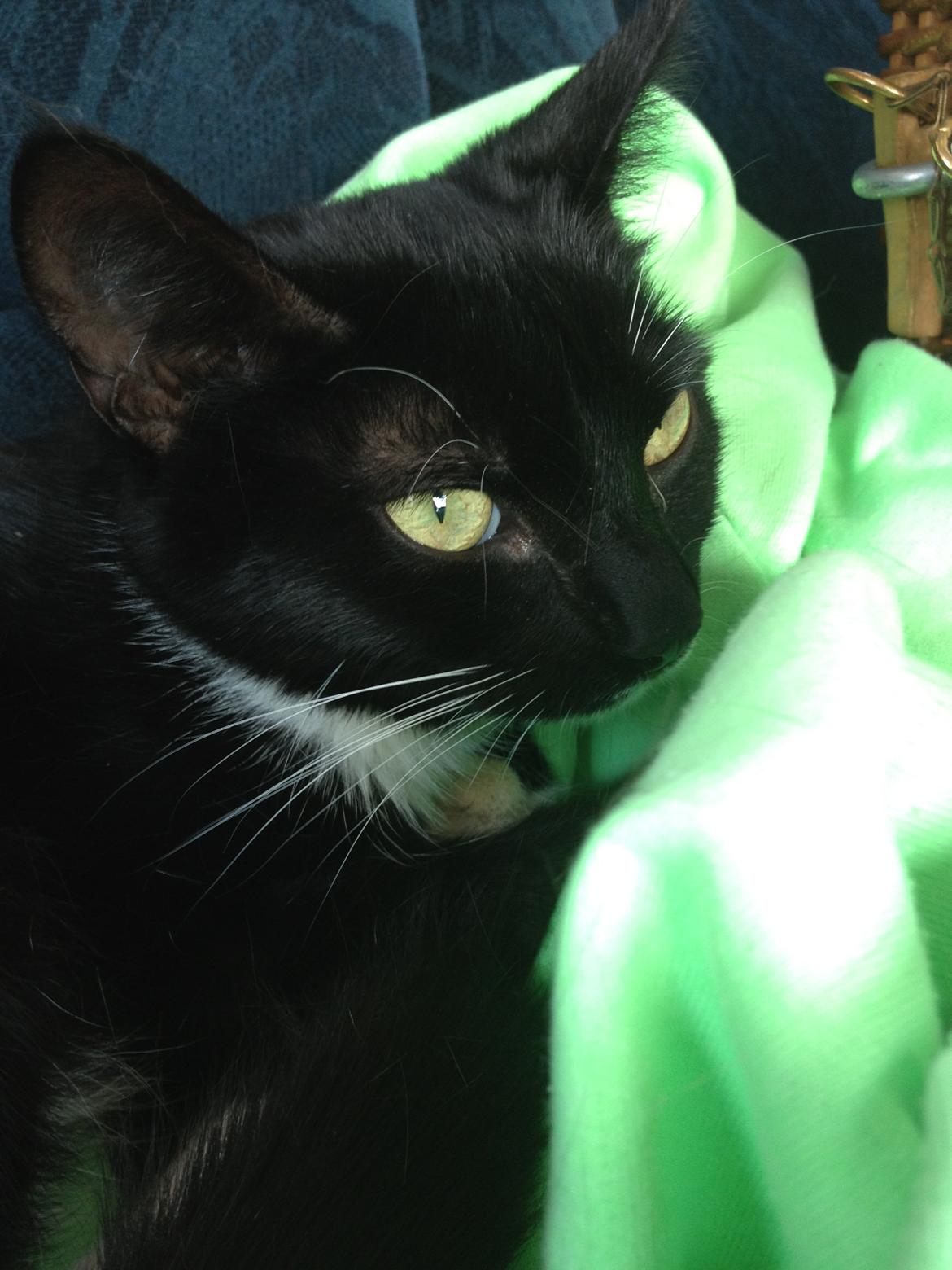 Huskat Helene - På vej hjem i bilen :) billede 1