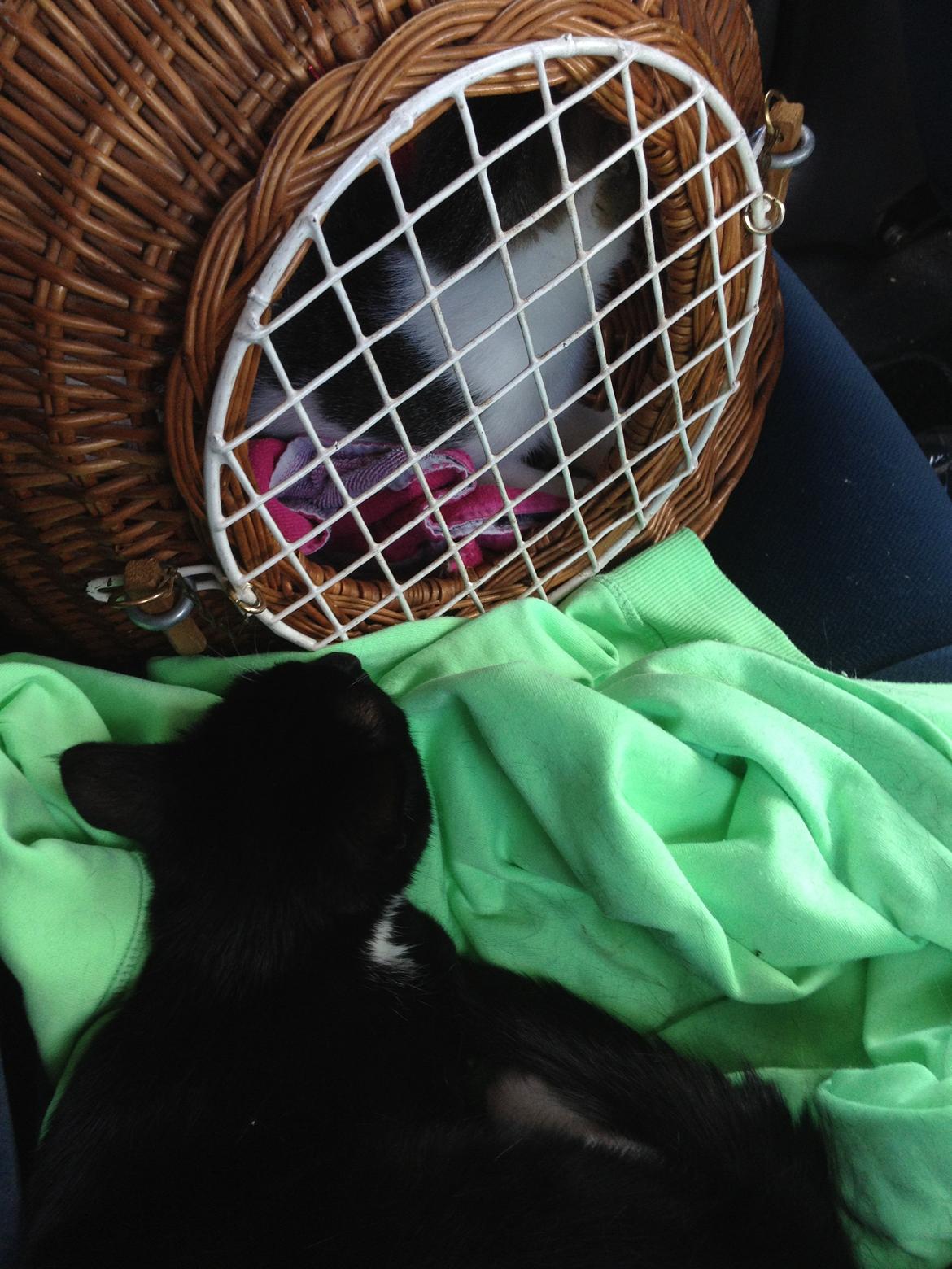 Huskat Helene - Helene holder øje med Anton. 
De to har en kæmpe søskende kærlighed til hinanden. De kysser og putter :) billede 2