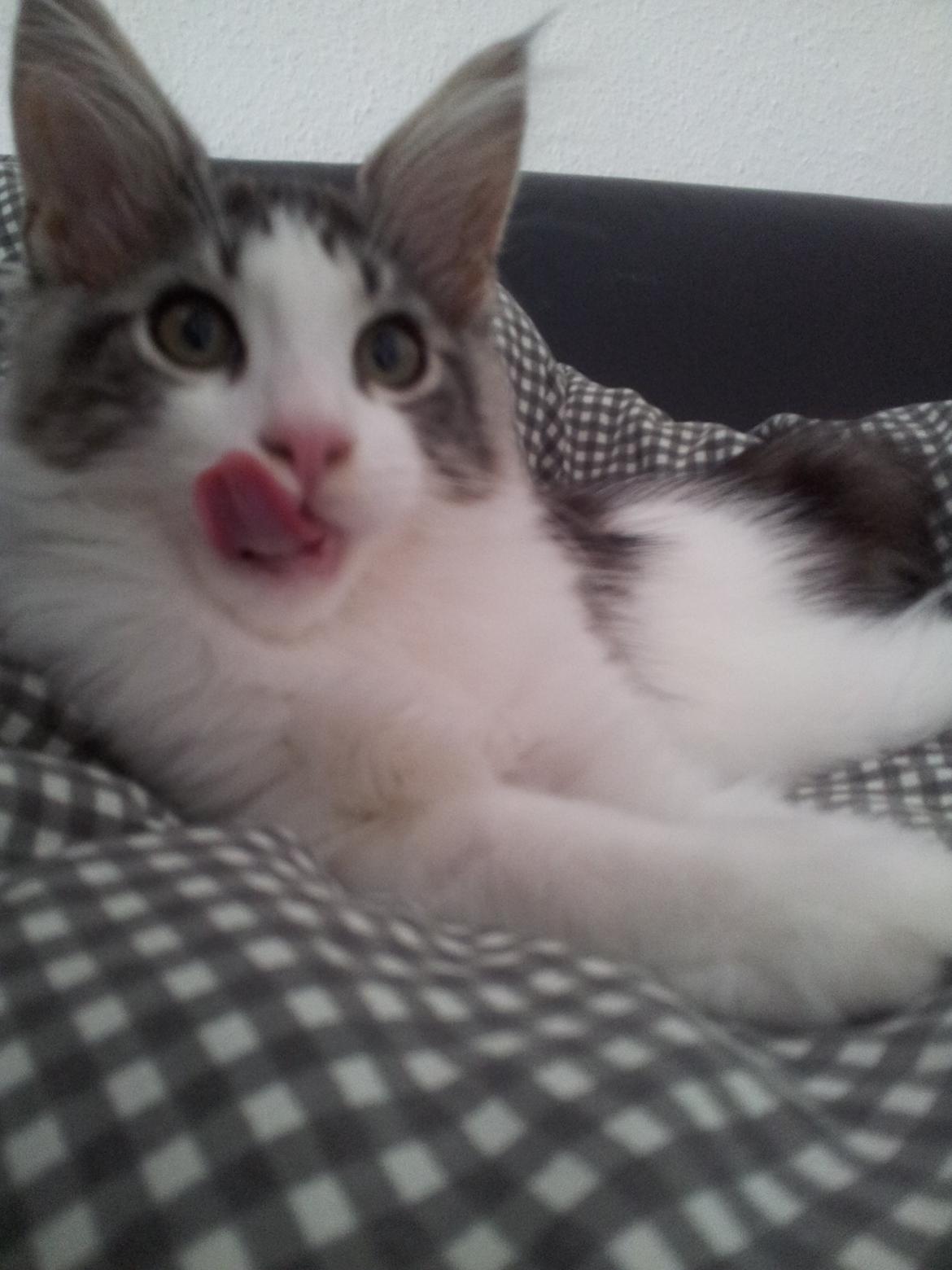 Maine Coon  Caspian billede 1