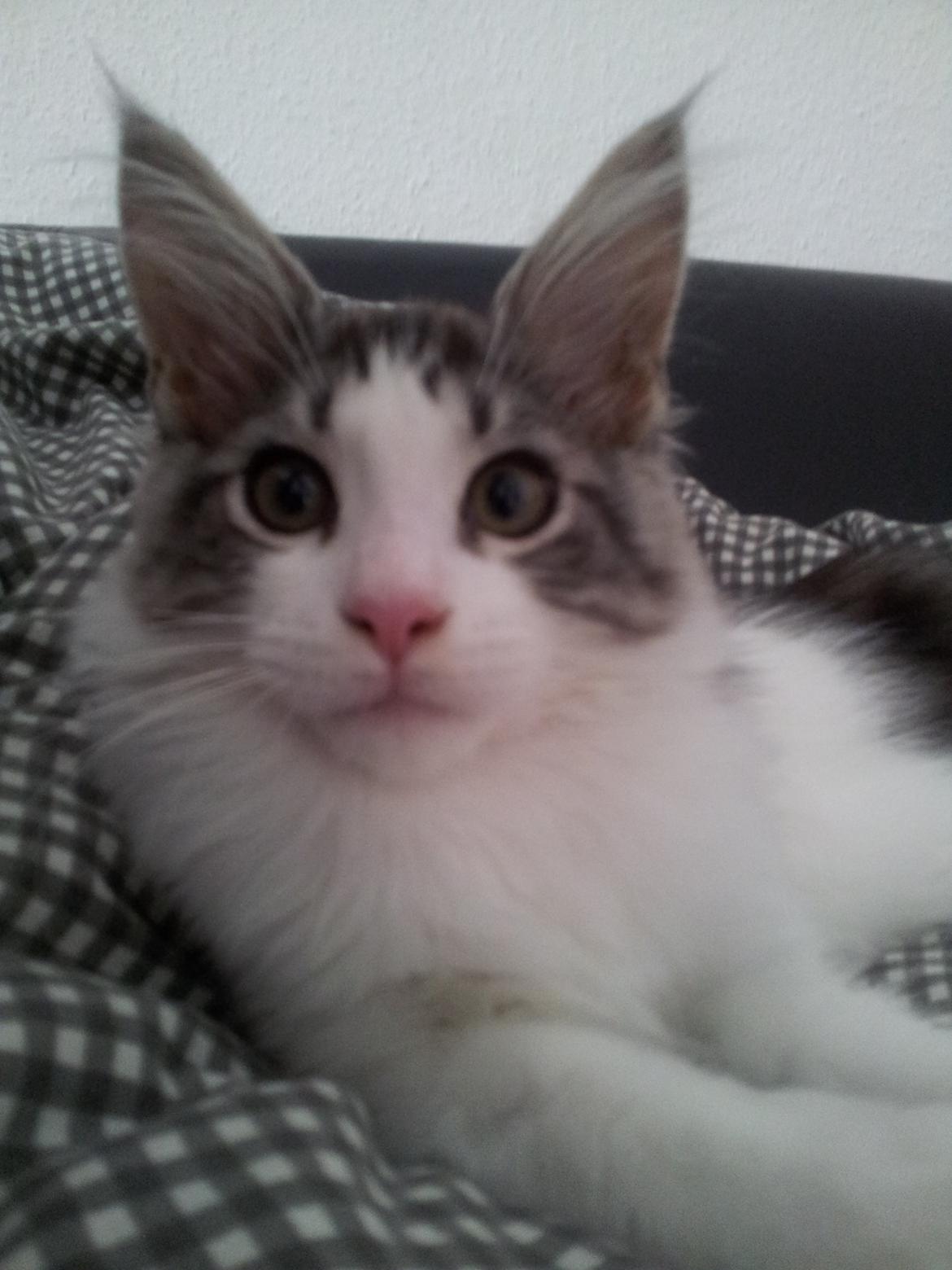 Maine Coon  Caspian billede 2