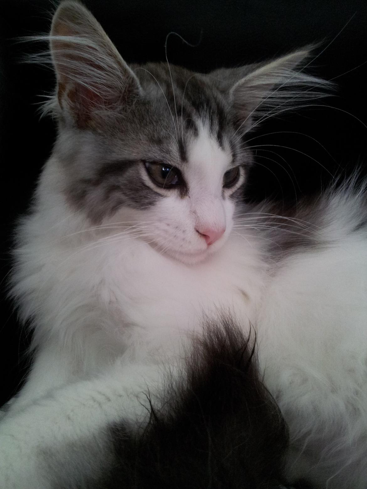 Maine Coon  Caspian billede 3