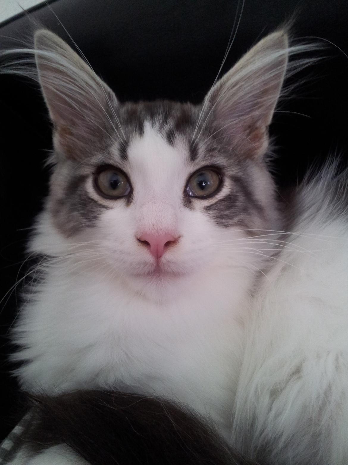 Maine Coon  Caspian billede 4