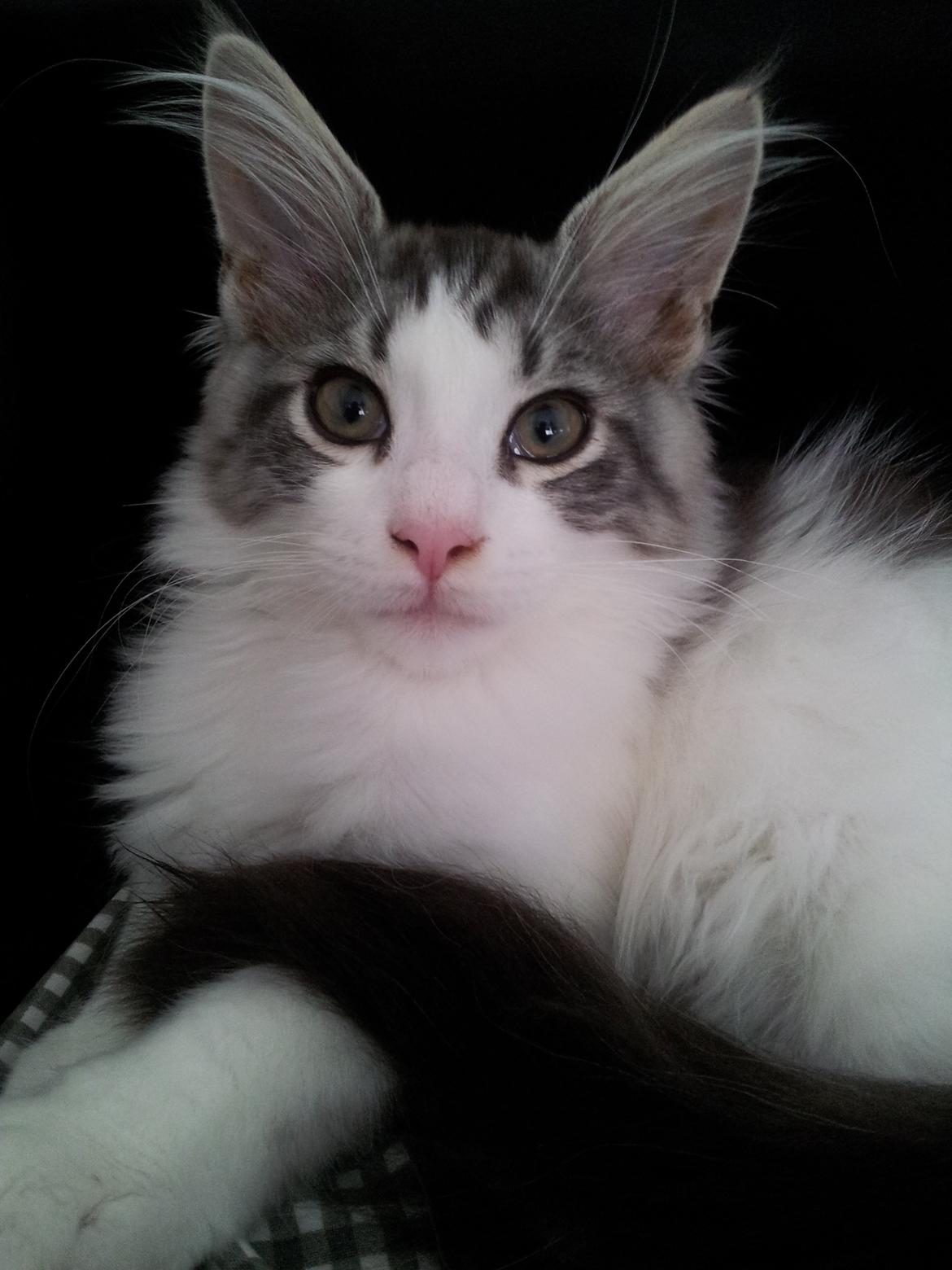 Maine Coon  Caspian billede 5