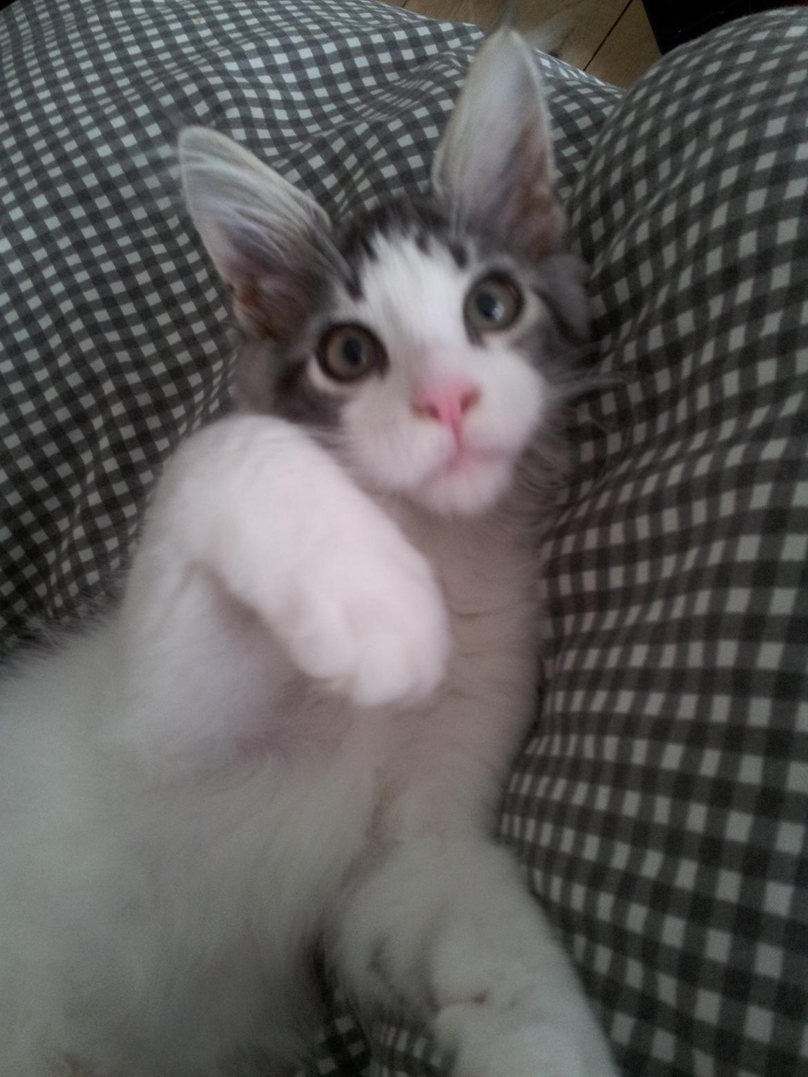 Maine Coon  Caspian billede 6