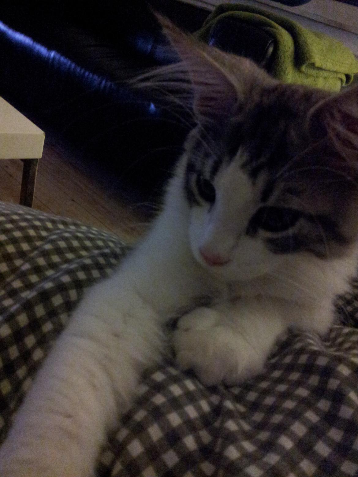 Maine Coon  Caspian billede 7