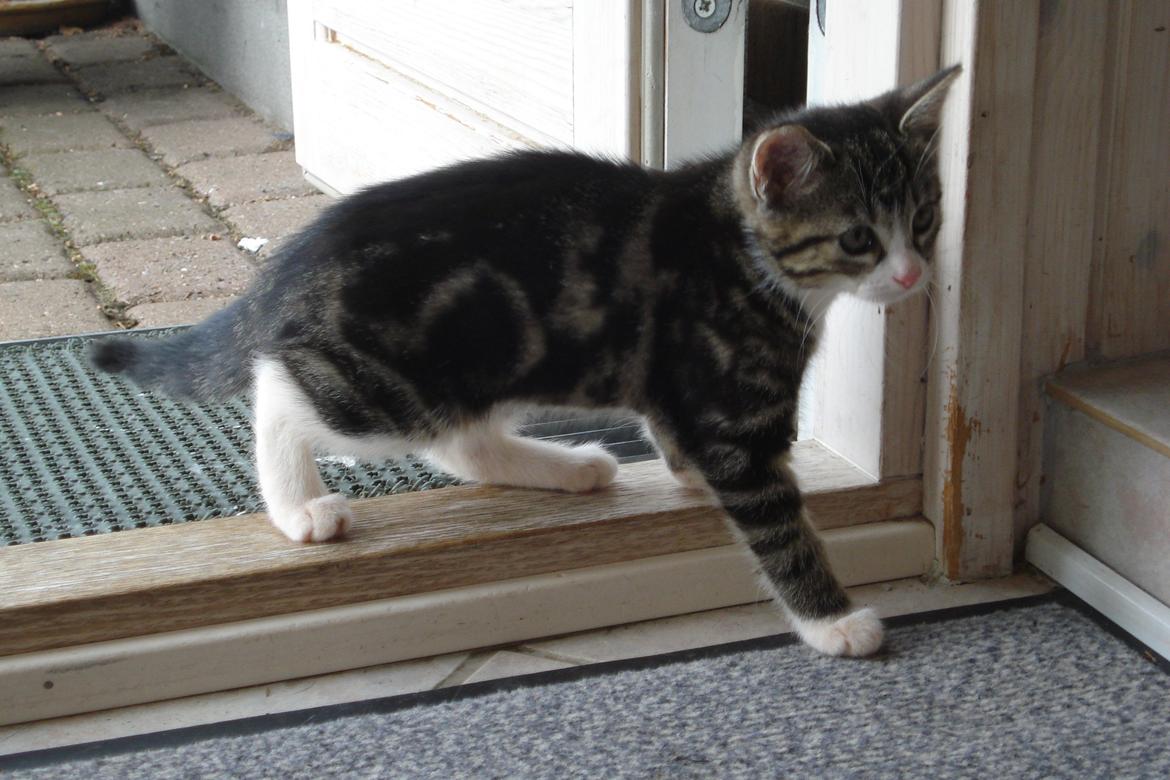 Huskat Mille billede 5