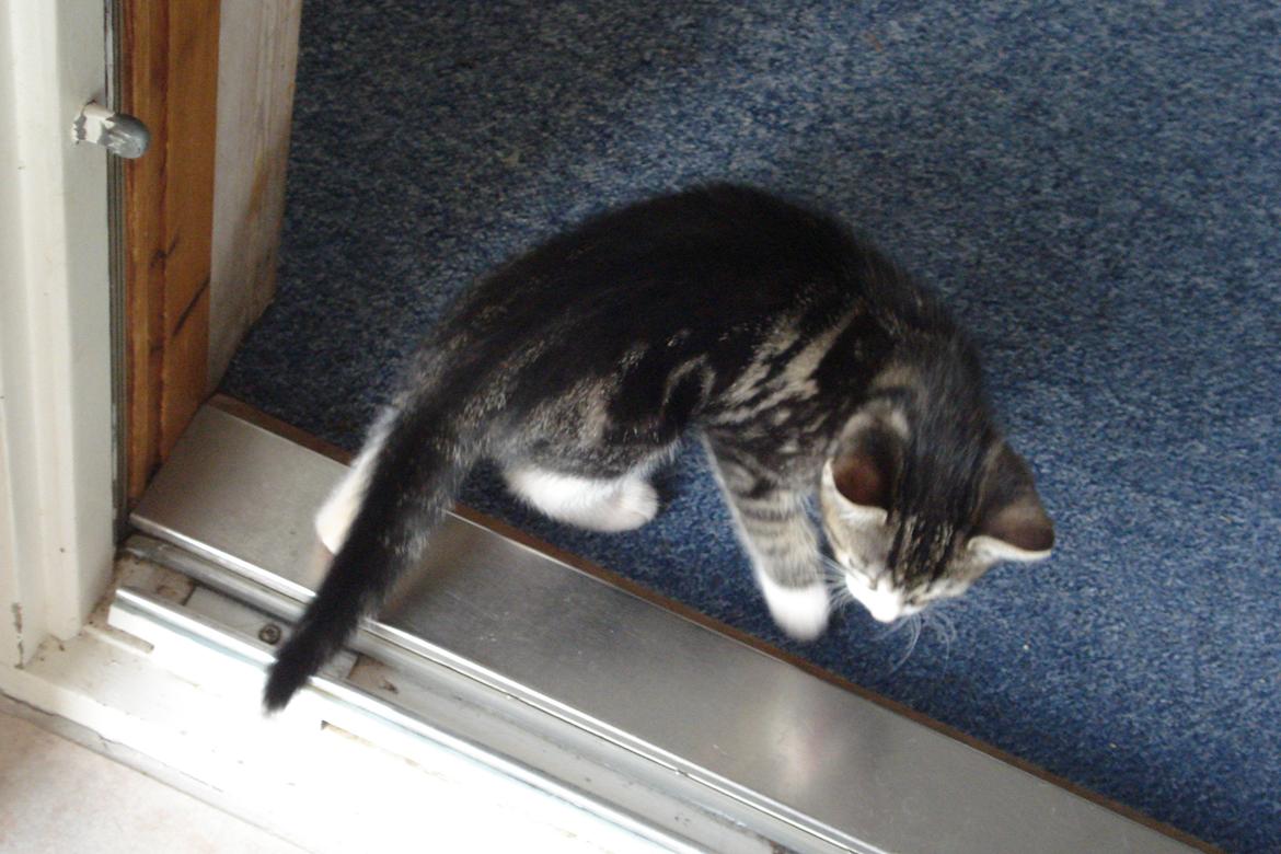 Huskat Mille billede 6