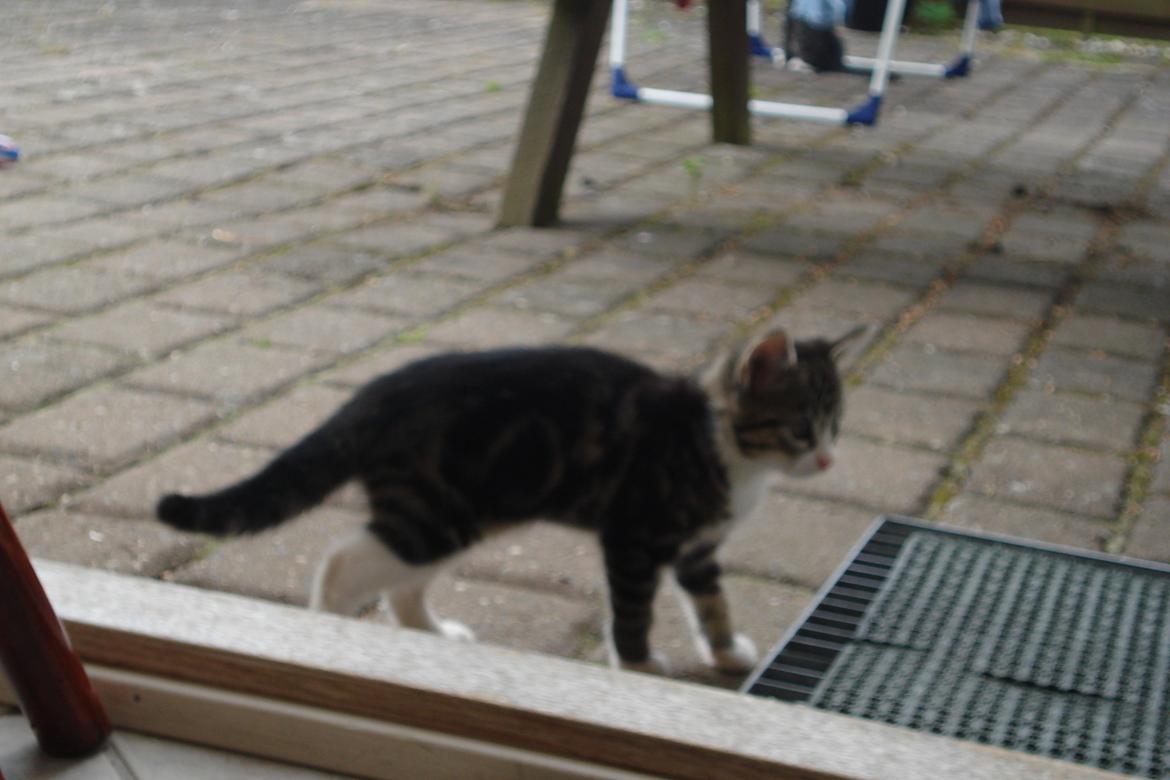 Huskat Mille billede 7