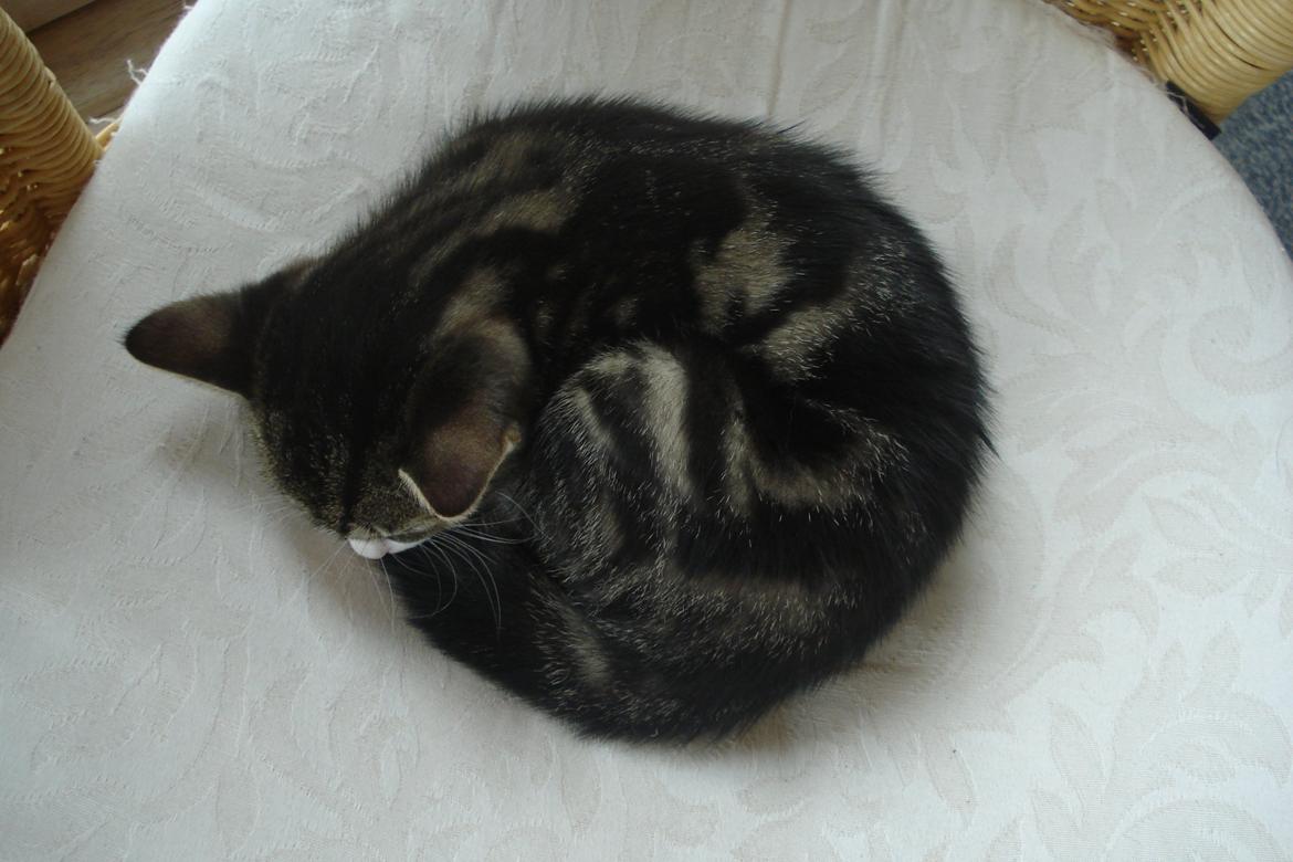 Huskat Mille billede 8