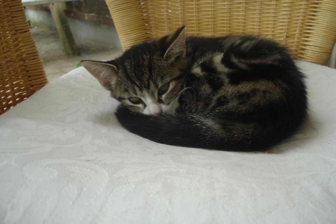 Huskat Mille billede 9