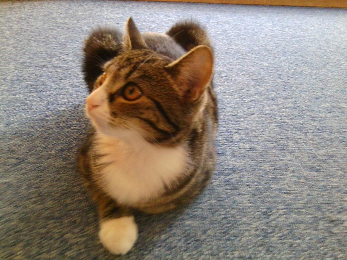 Huskat Mille billede 10