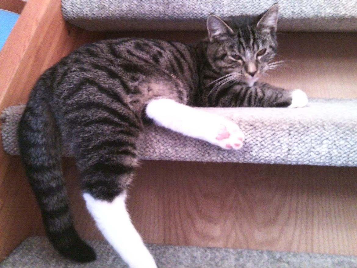 Huskat Cecilie billede 9