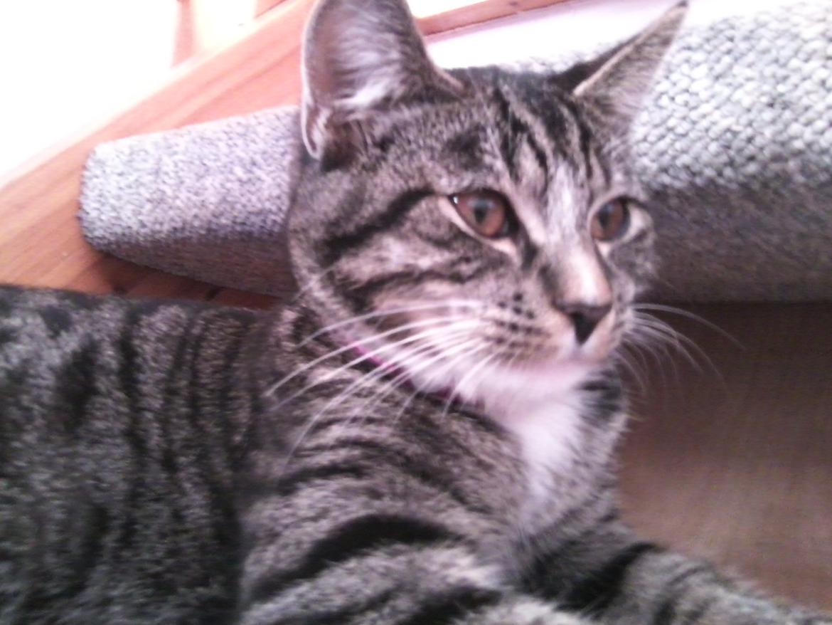 Huskat Cecilie billede 11