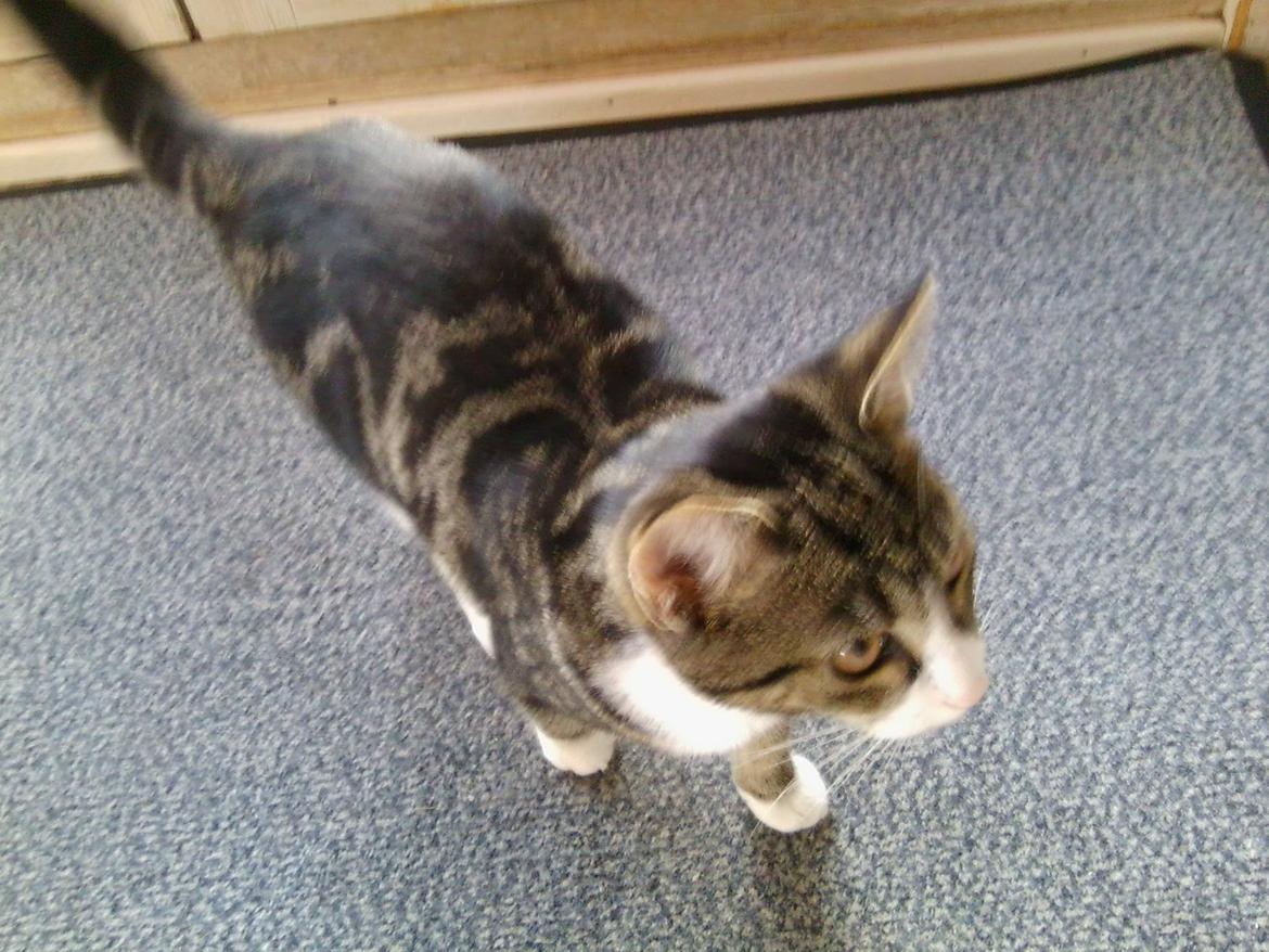 Huskat Mille billede 11