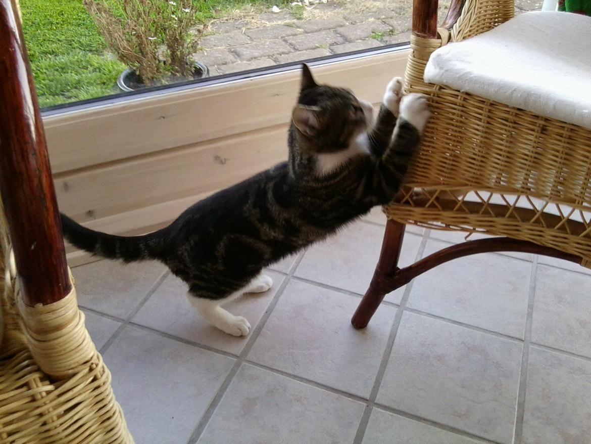 Huskat Mille billede 12