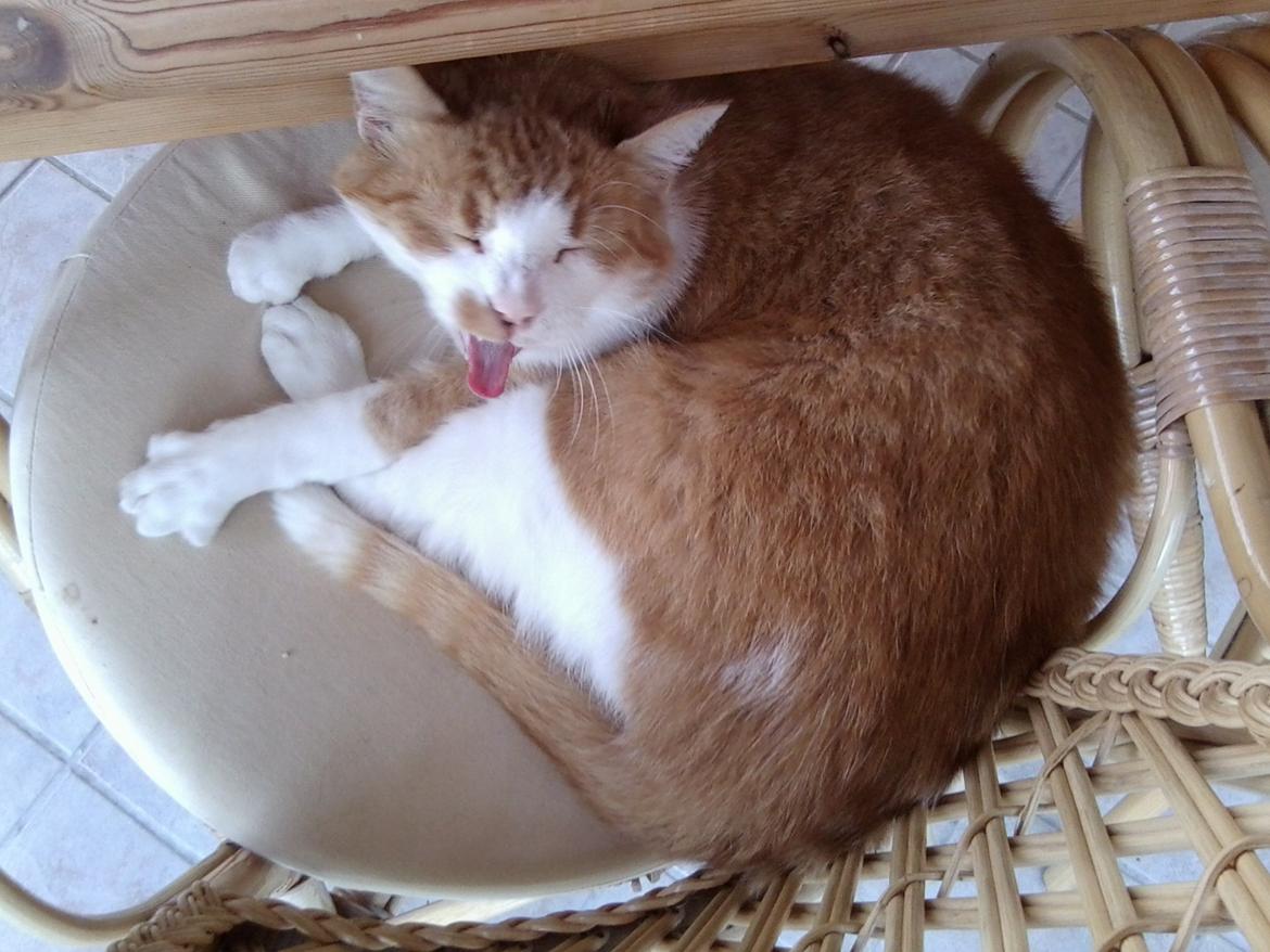 Huskat Mickey billede 10