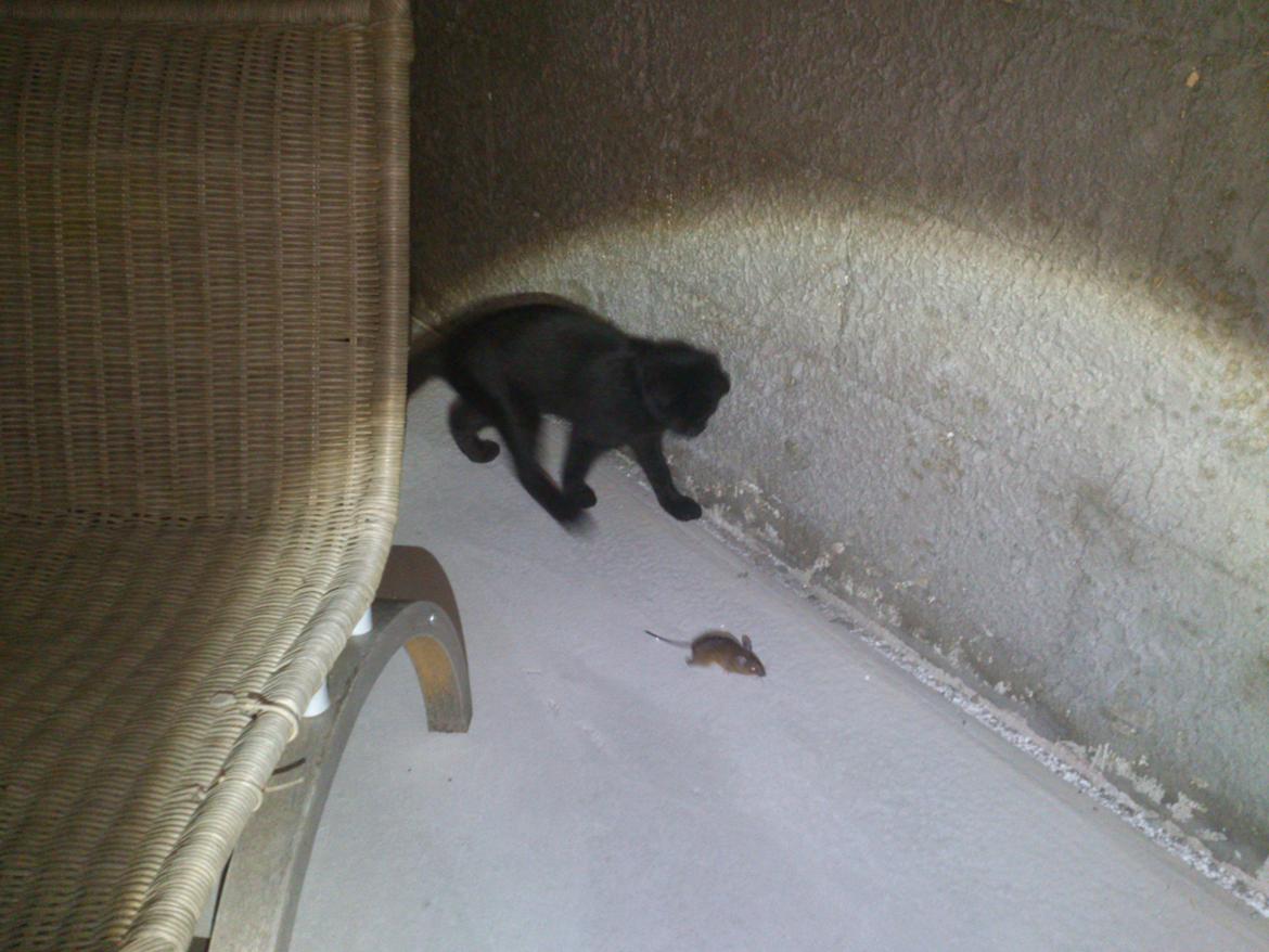 Blanding af racer Mowgli - Min første mus - kun 13 uger gammel... billede 18