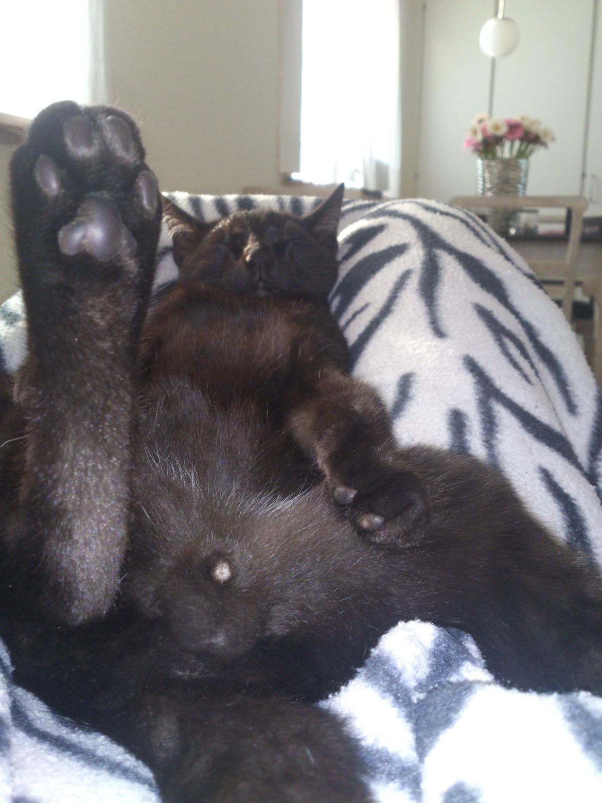 Blanding af racer Mowgli - Pænt afslappet :-D billede 2