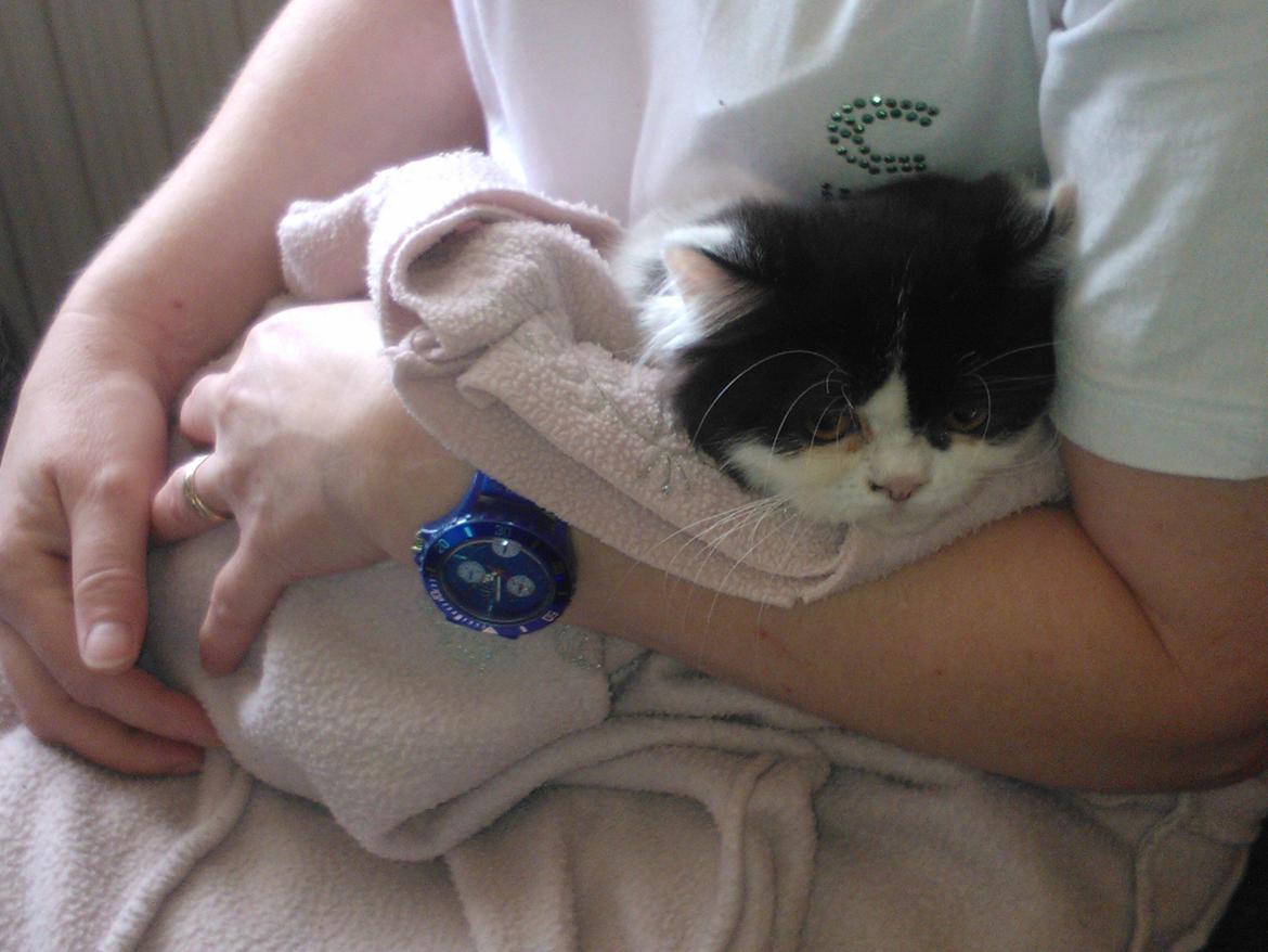 Blanding af racer Frida billede 3