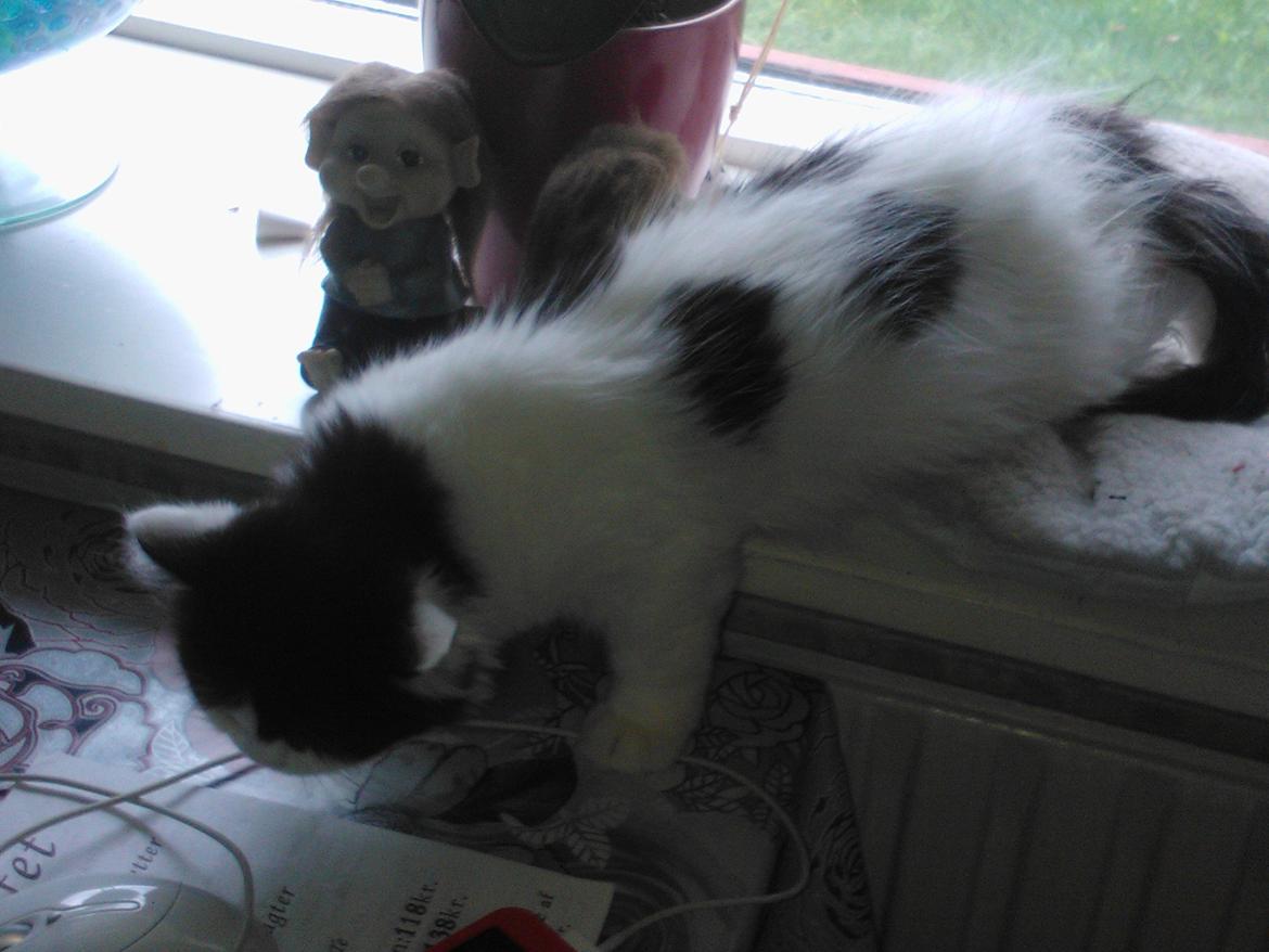 Blanding af racer Frida billede 4