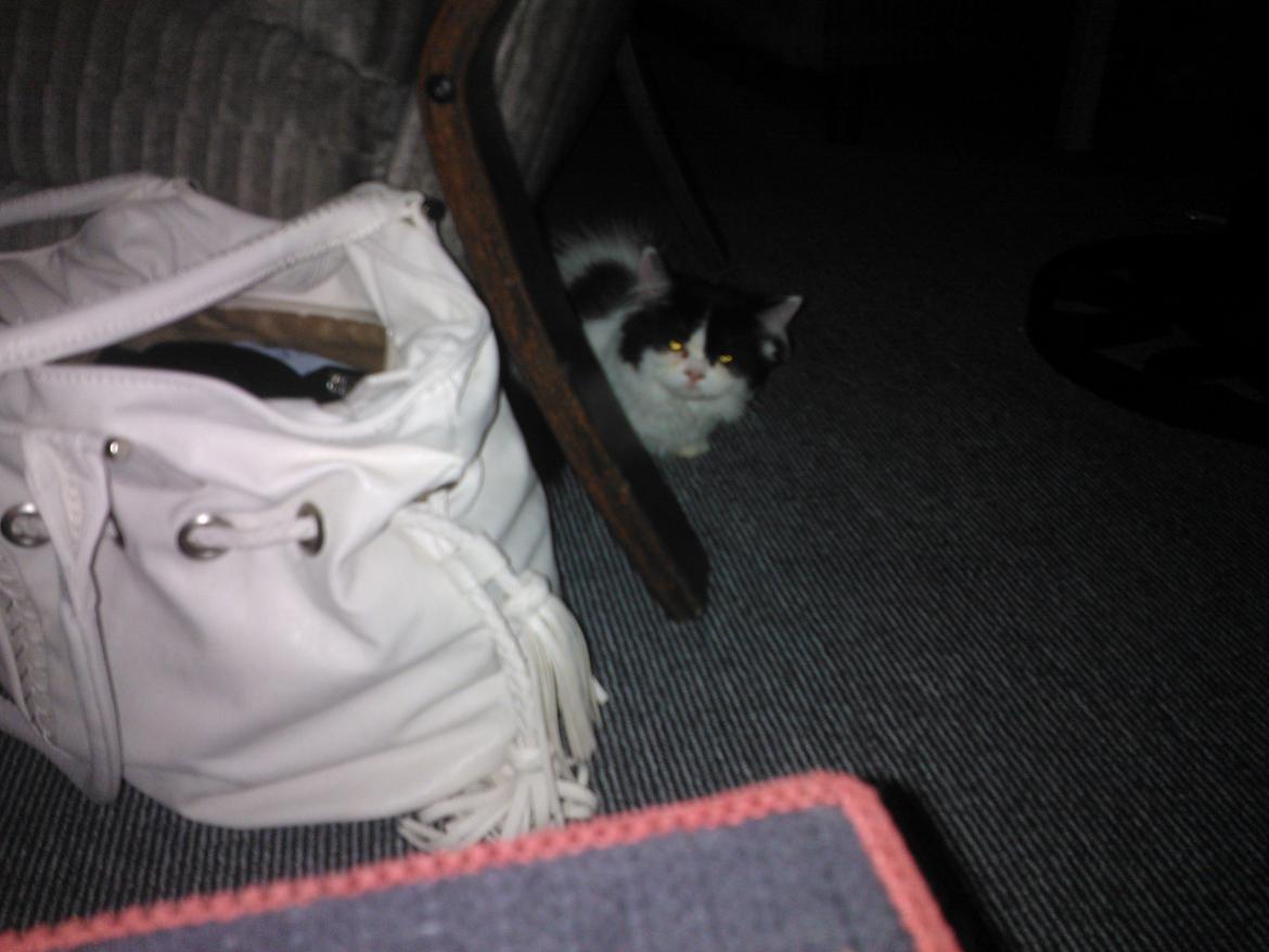 Blanding af racer Frida billede 5