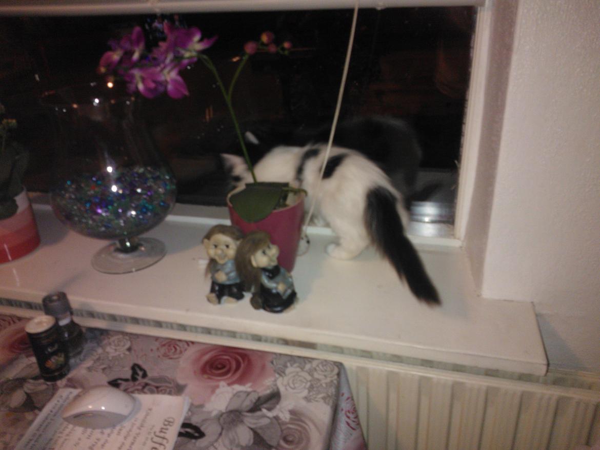 Blanding af racer Frida billede 6